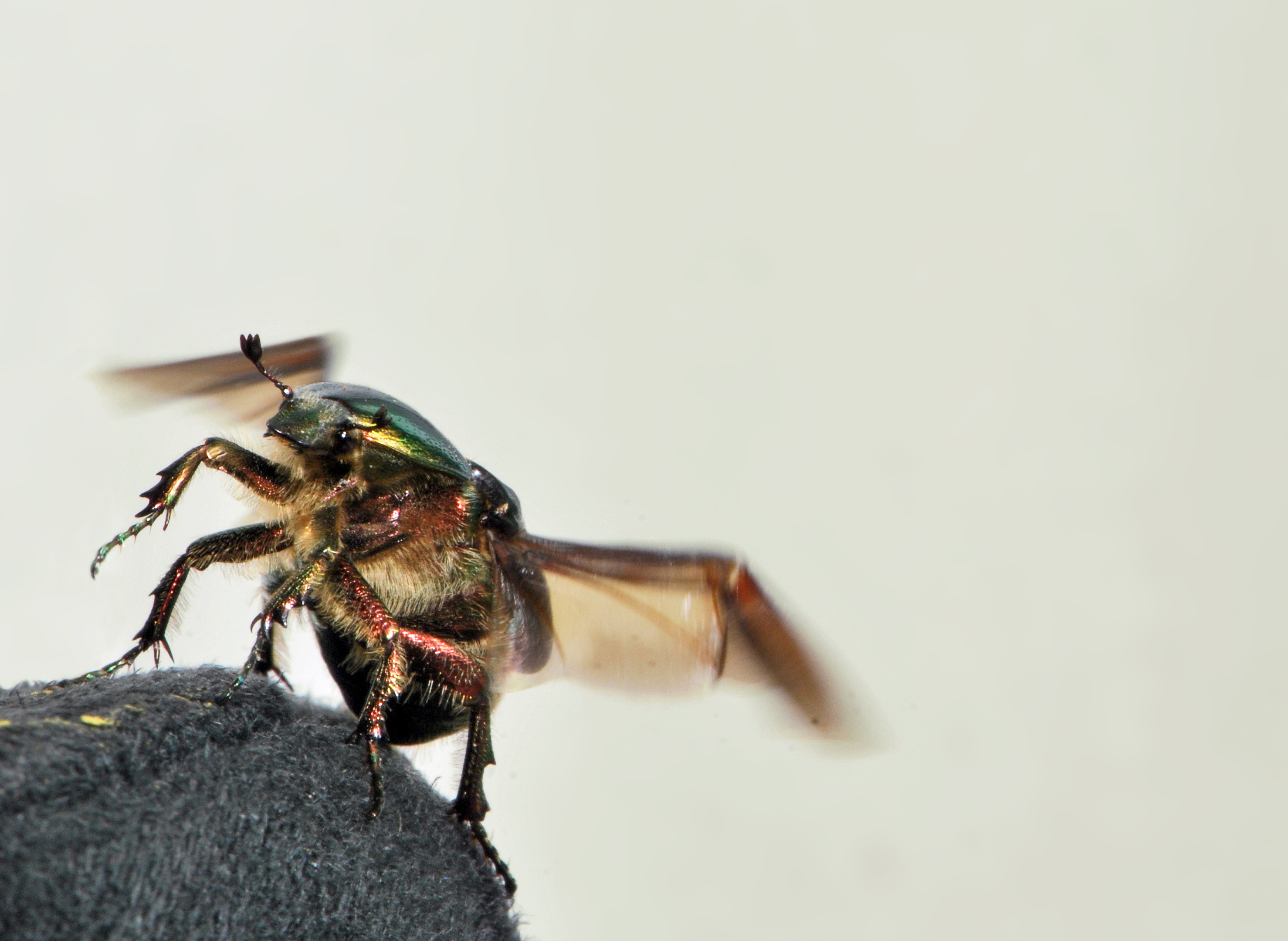 Cetonia aurata take off 04 05172009