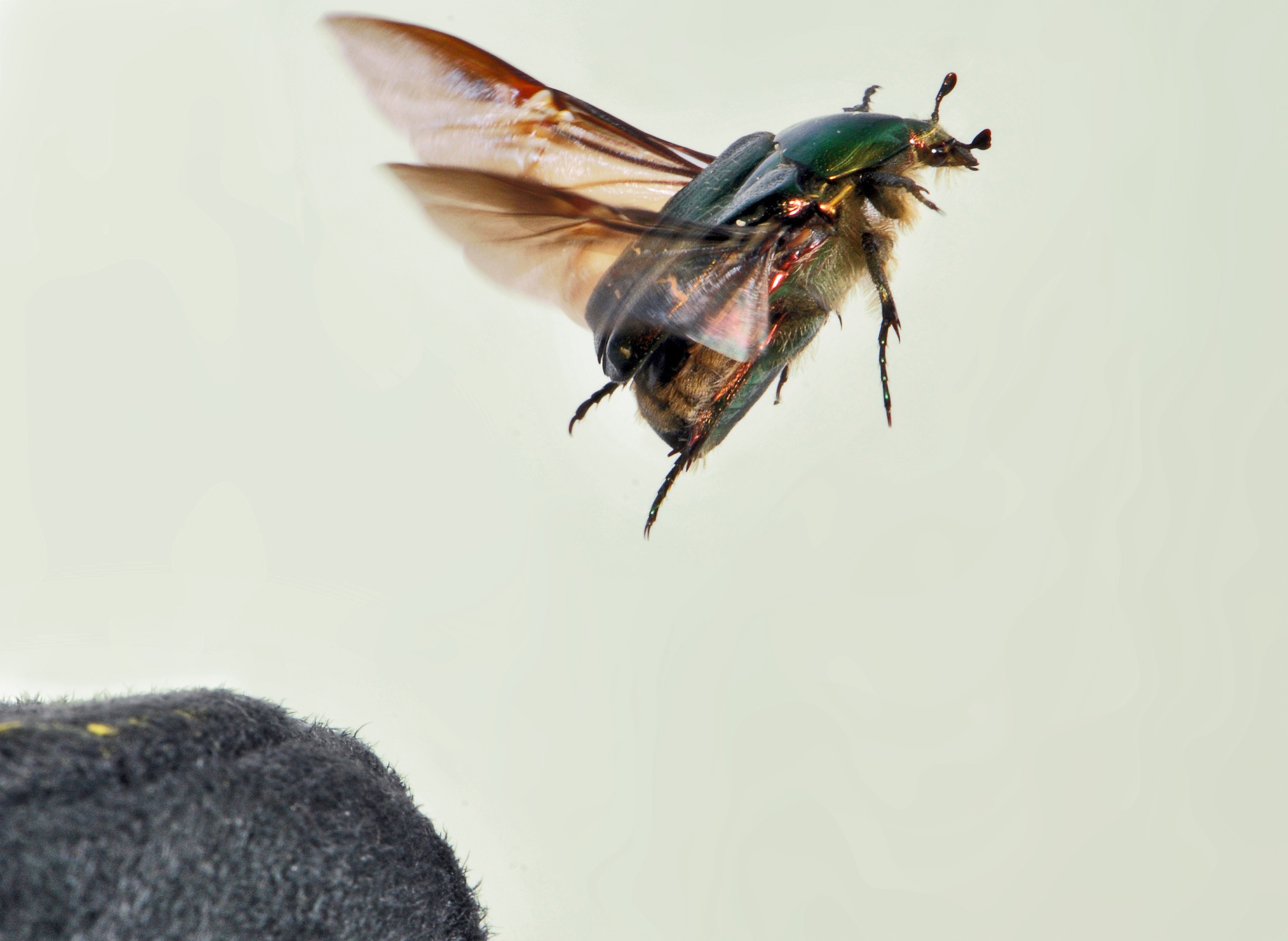 Cetonia aurata take off 08 05172009