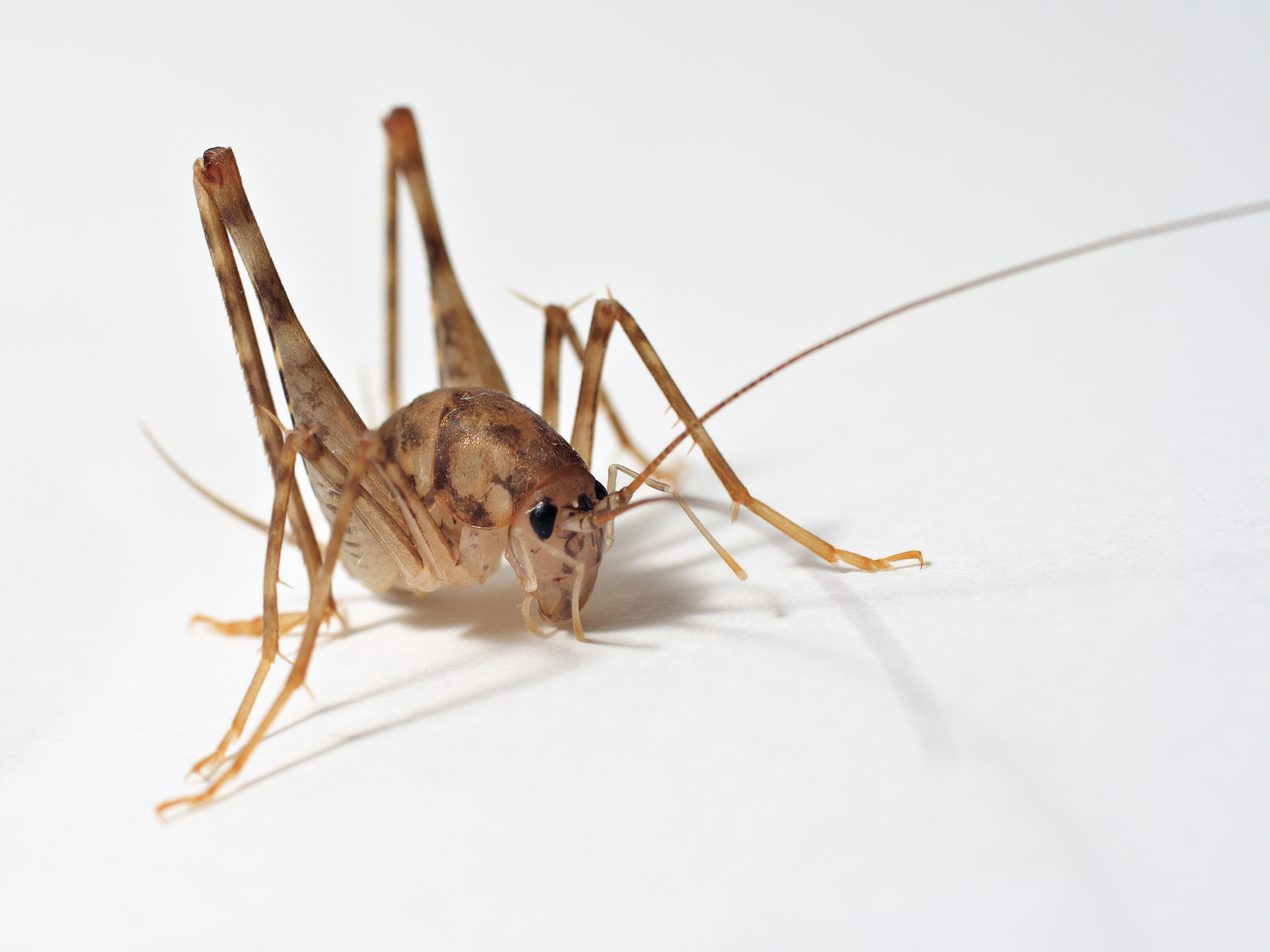 Ceuthophiluscricket