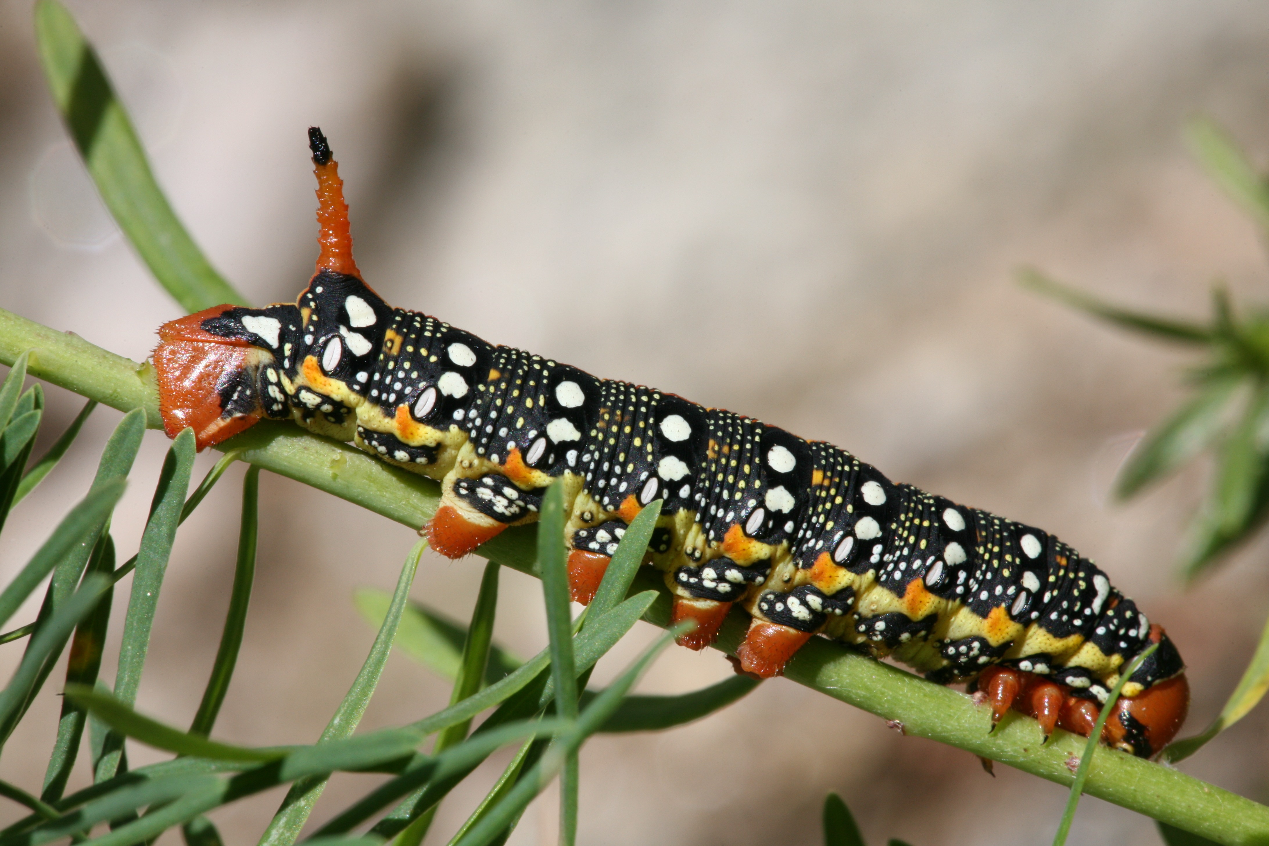 CH Caterpillar