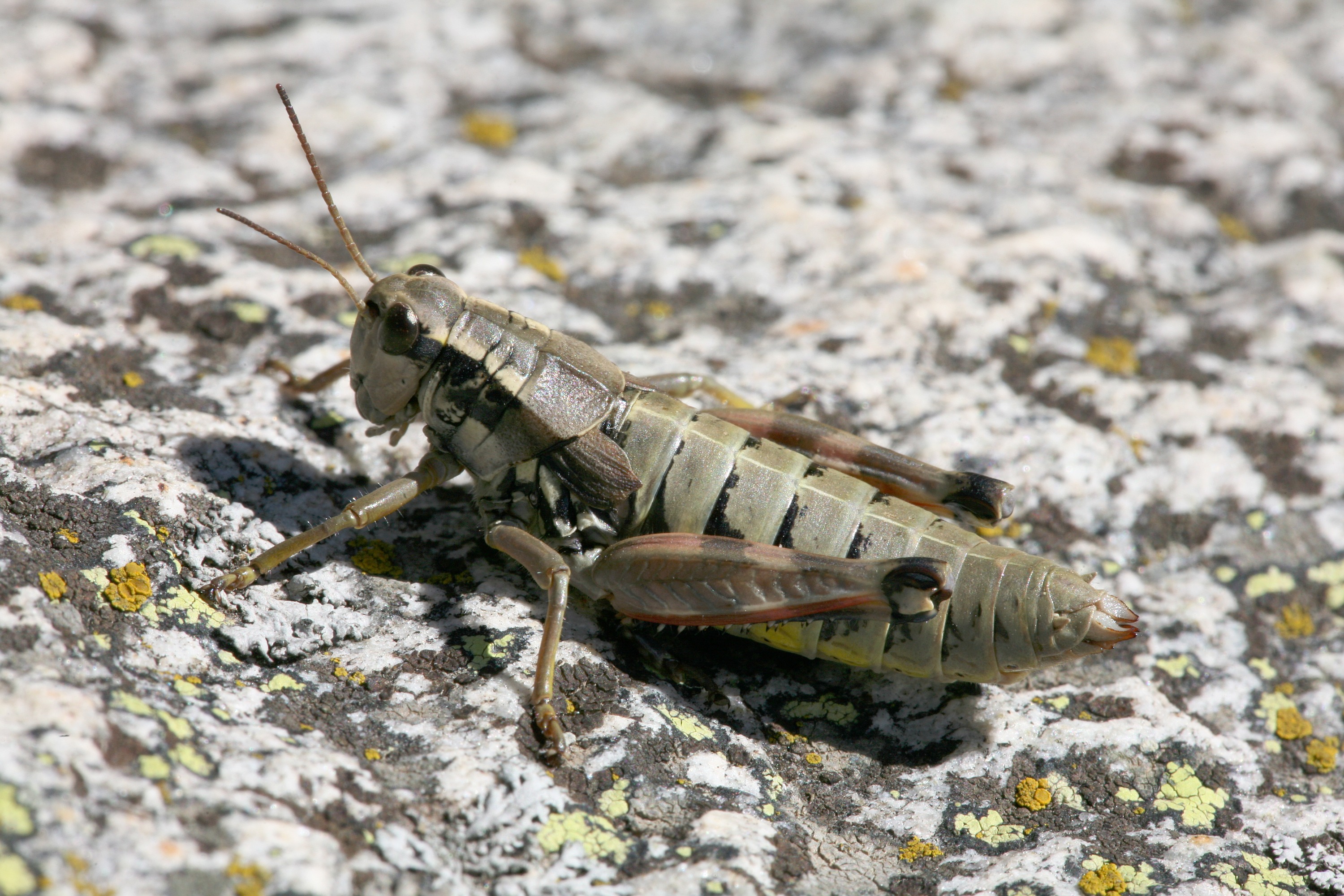 CH grasshopper