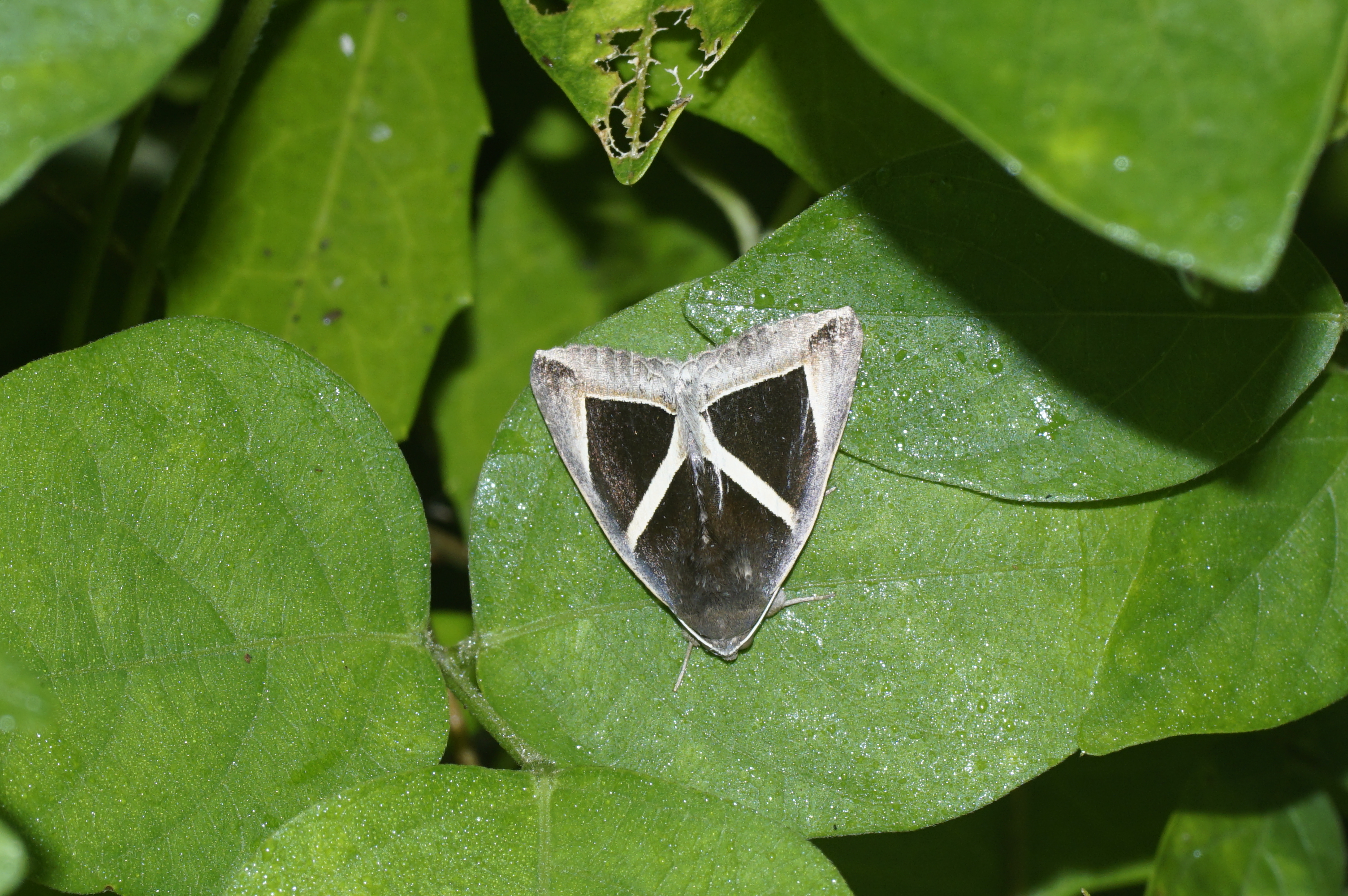 Chalciope mygdon 9214