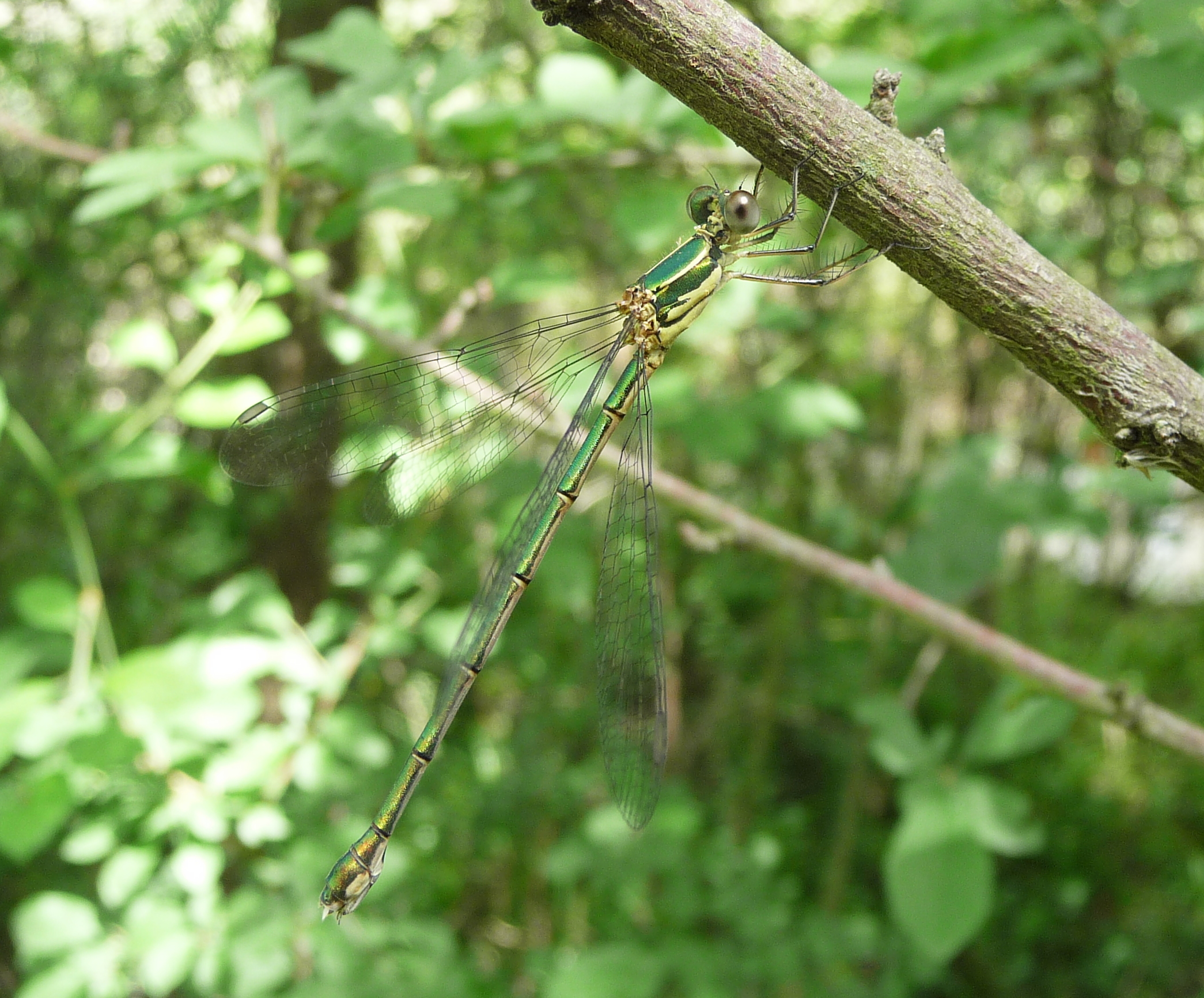 Chalcolestes viridis 2