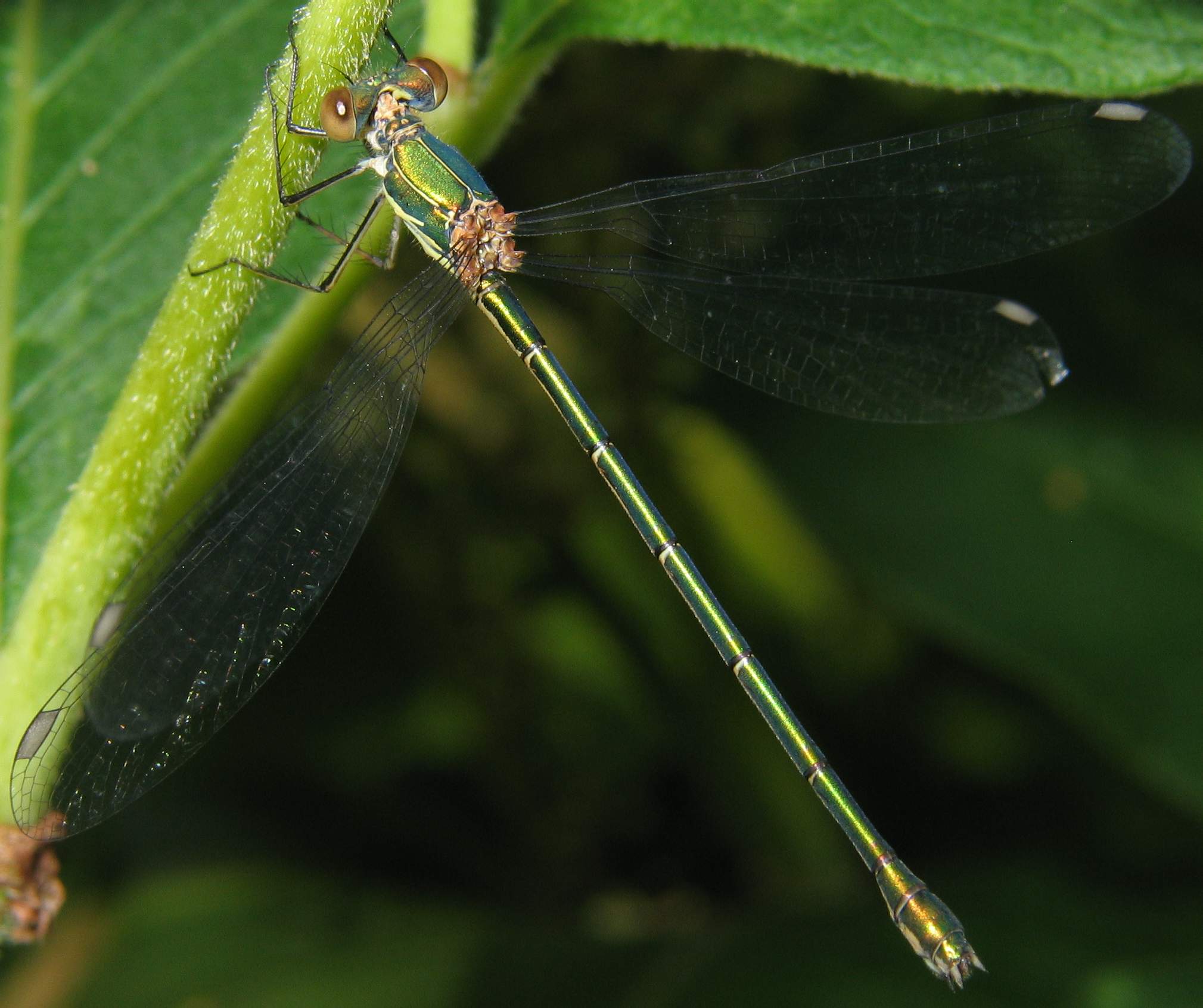 Chalcolestes viridis 8399