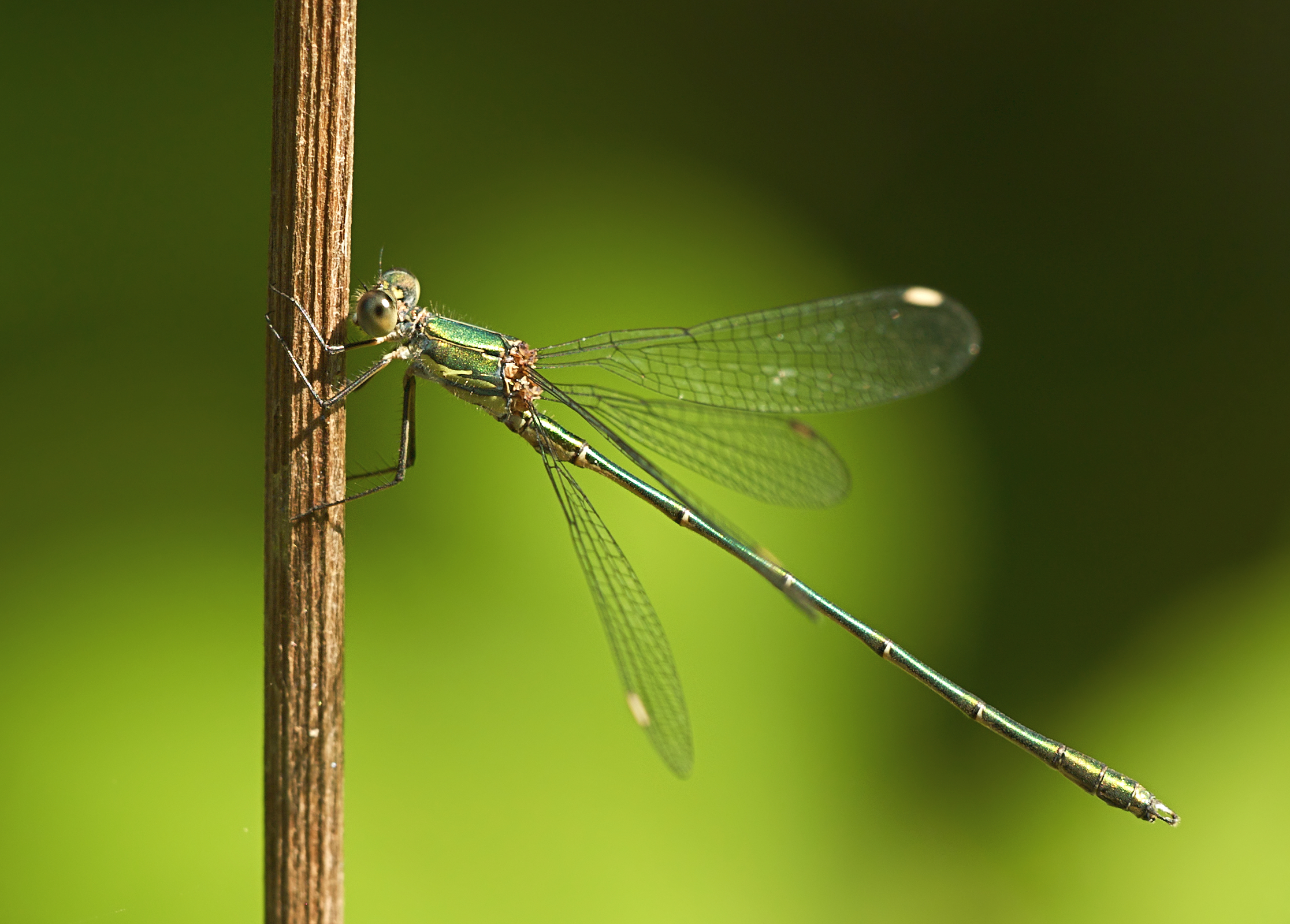 Chalcolestes viridis LC0171