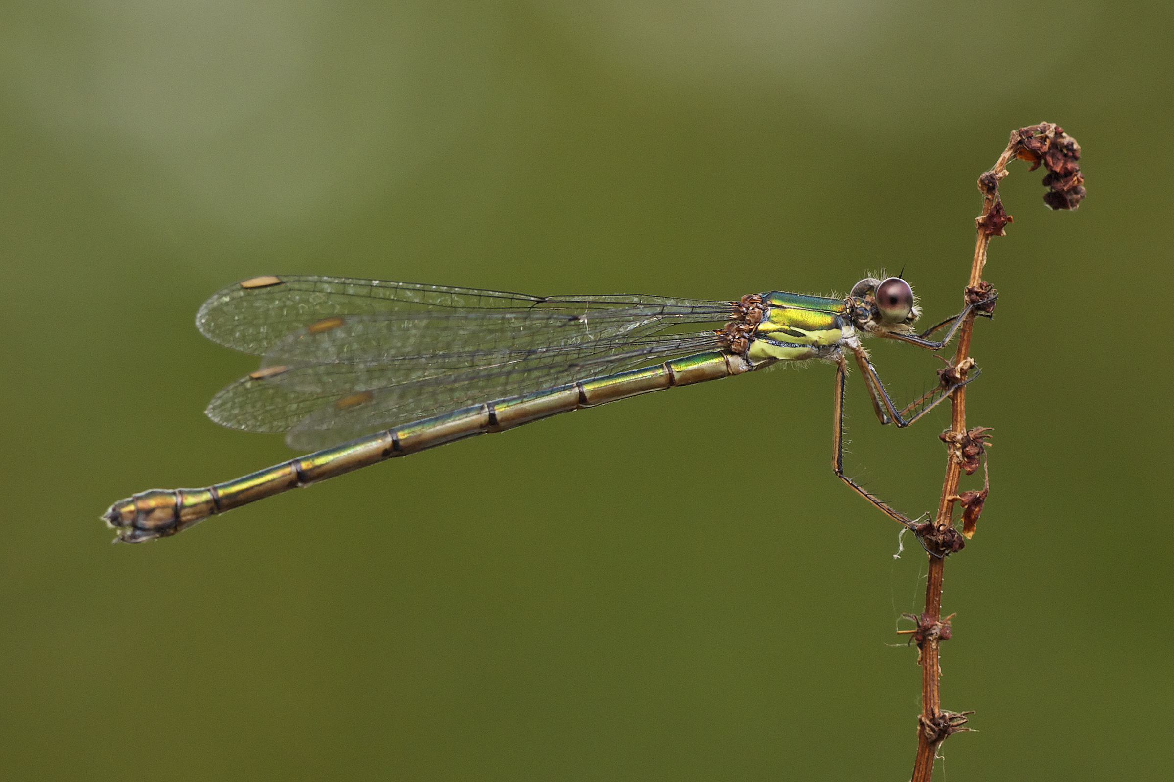 Chalcolestes viridis LC0323