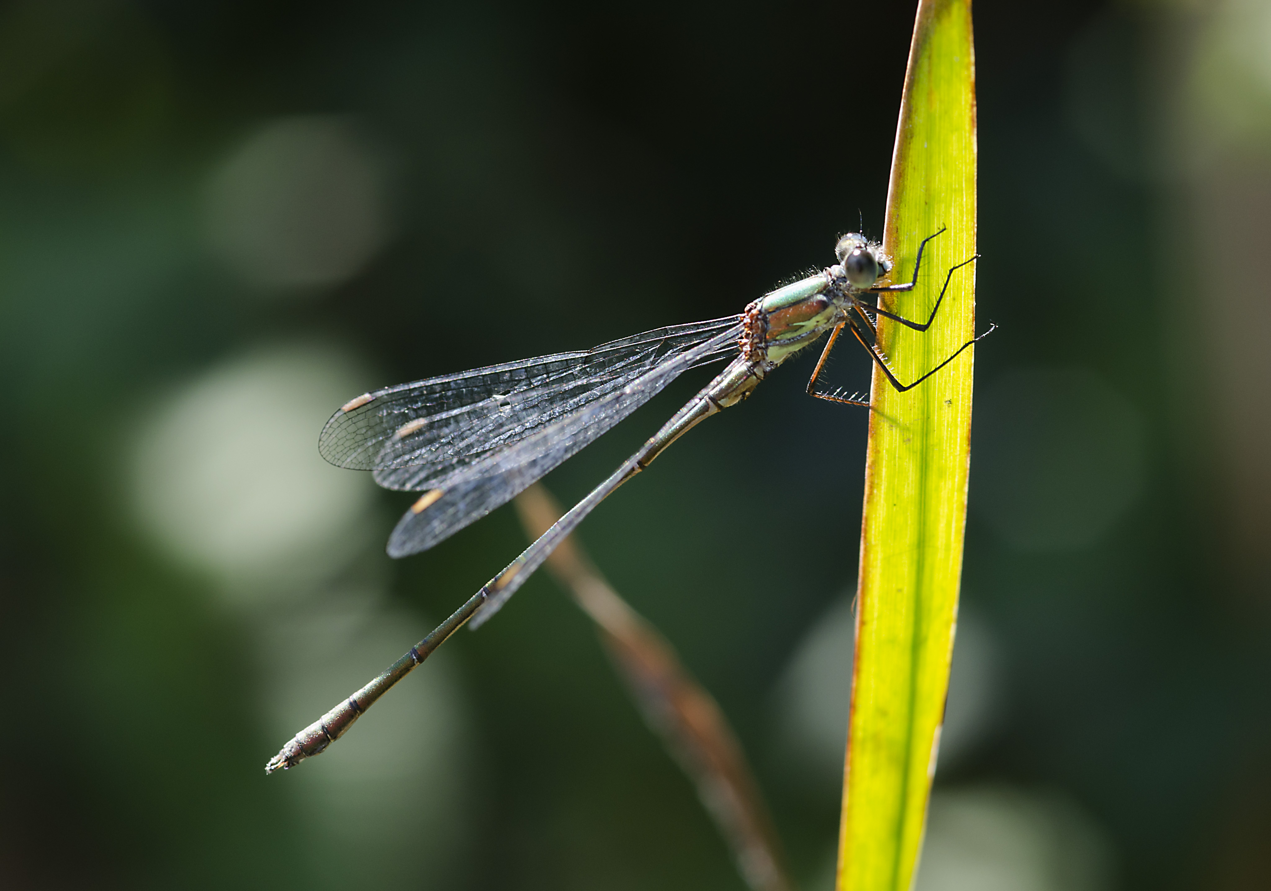 Chalcolestes viridis-pjt2