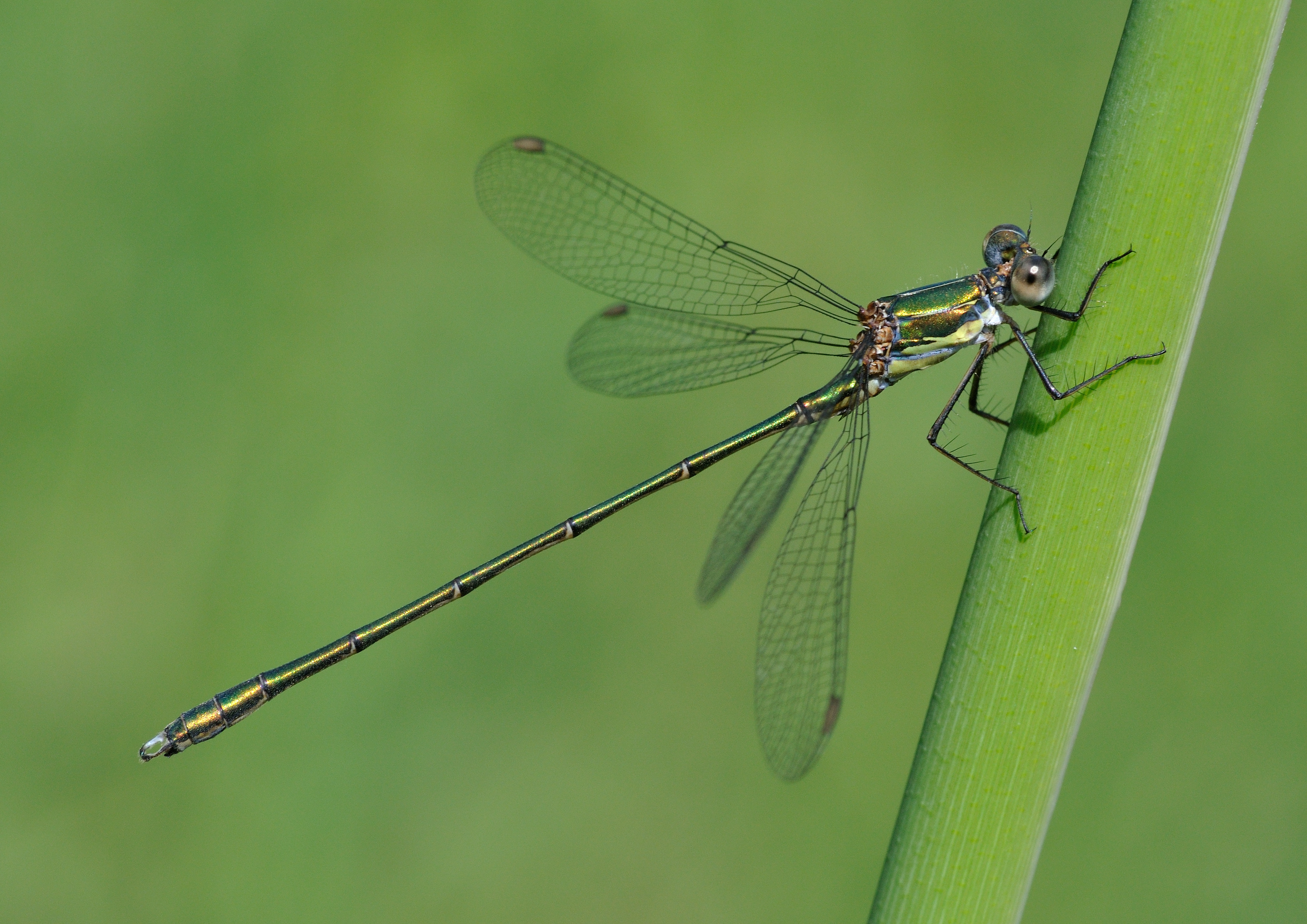 Chalcolestes viridis qtl1