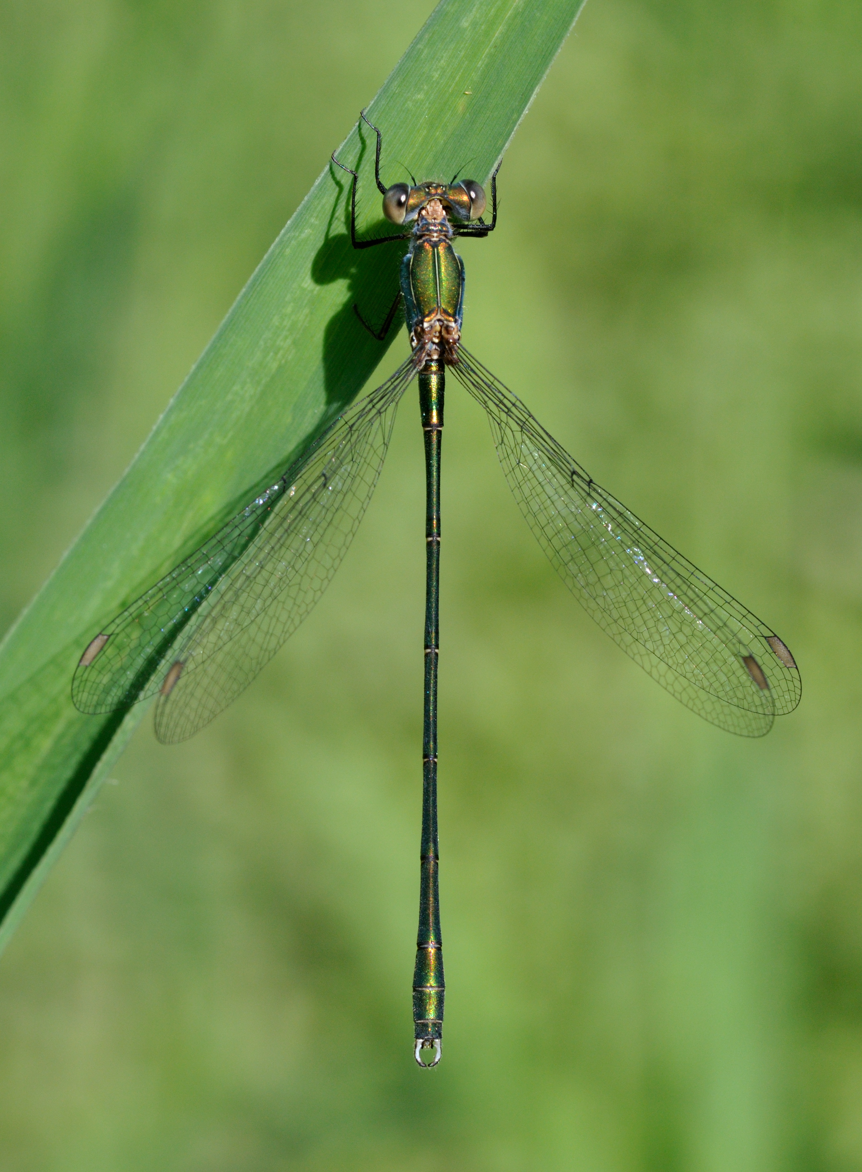 Chalcolestes viridis qtl2