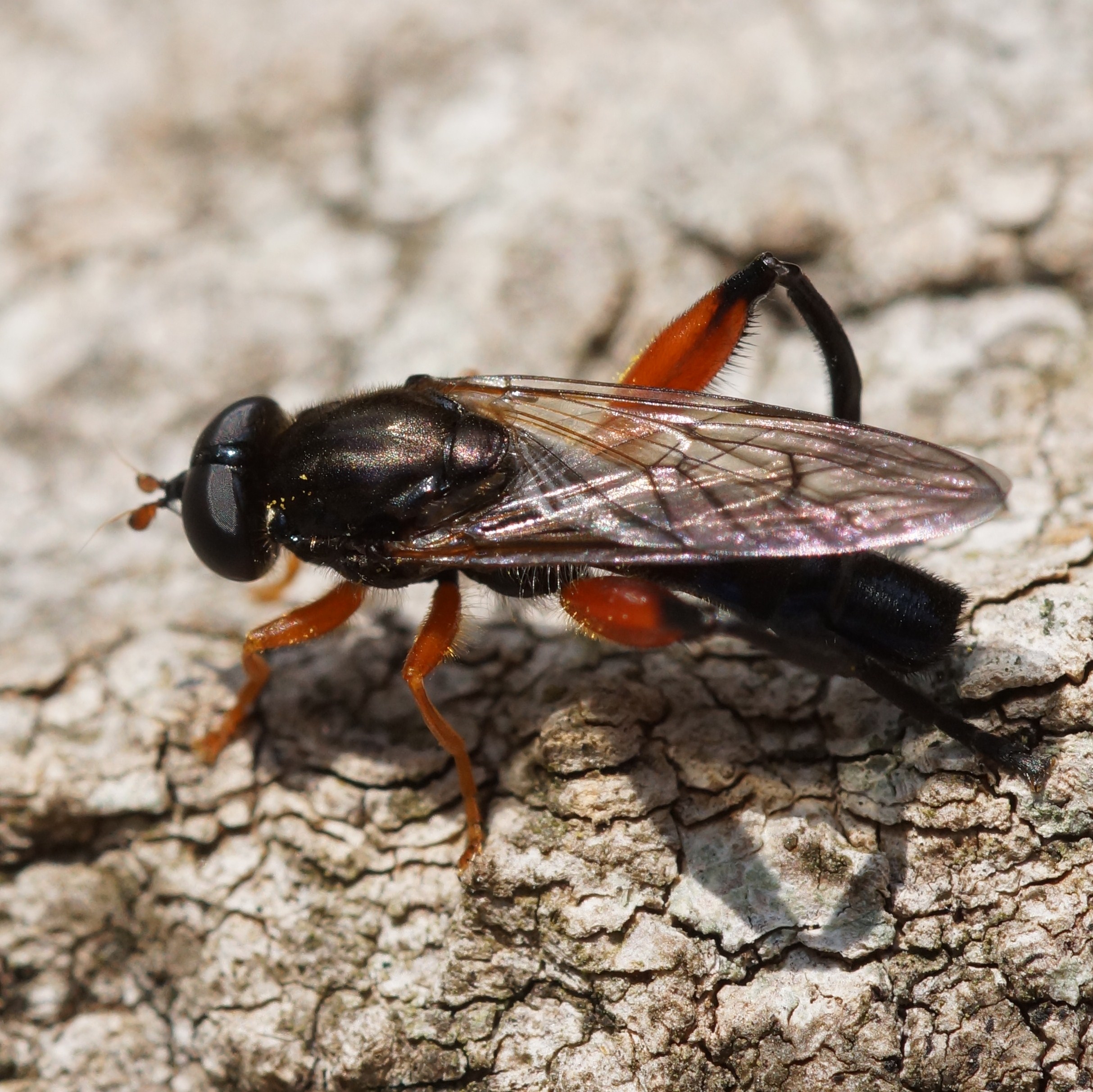 Chalcosyrphus valgus DSC03123