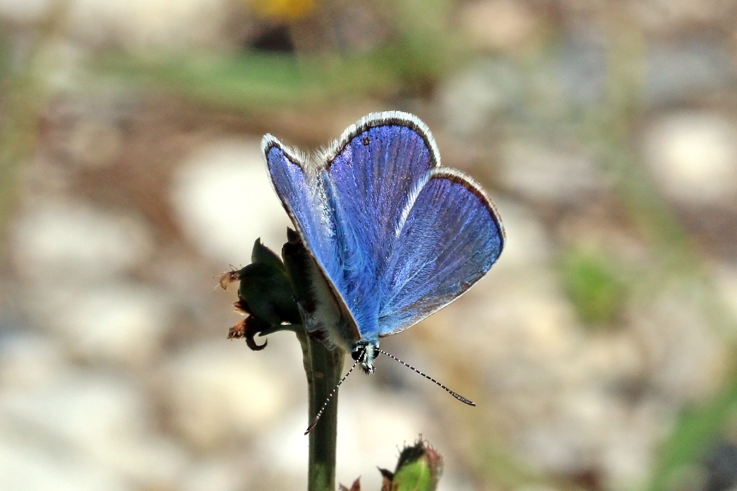 Chapman's blue (Polyommatus thersites thersites) male Bulgaria