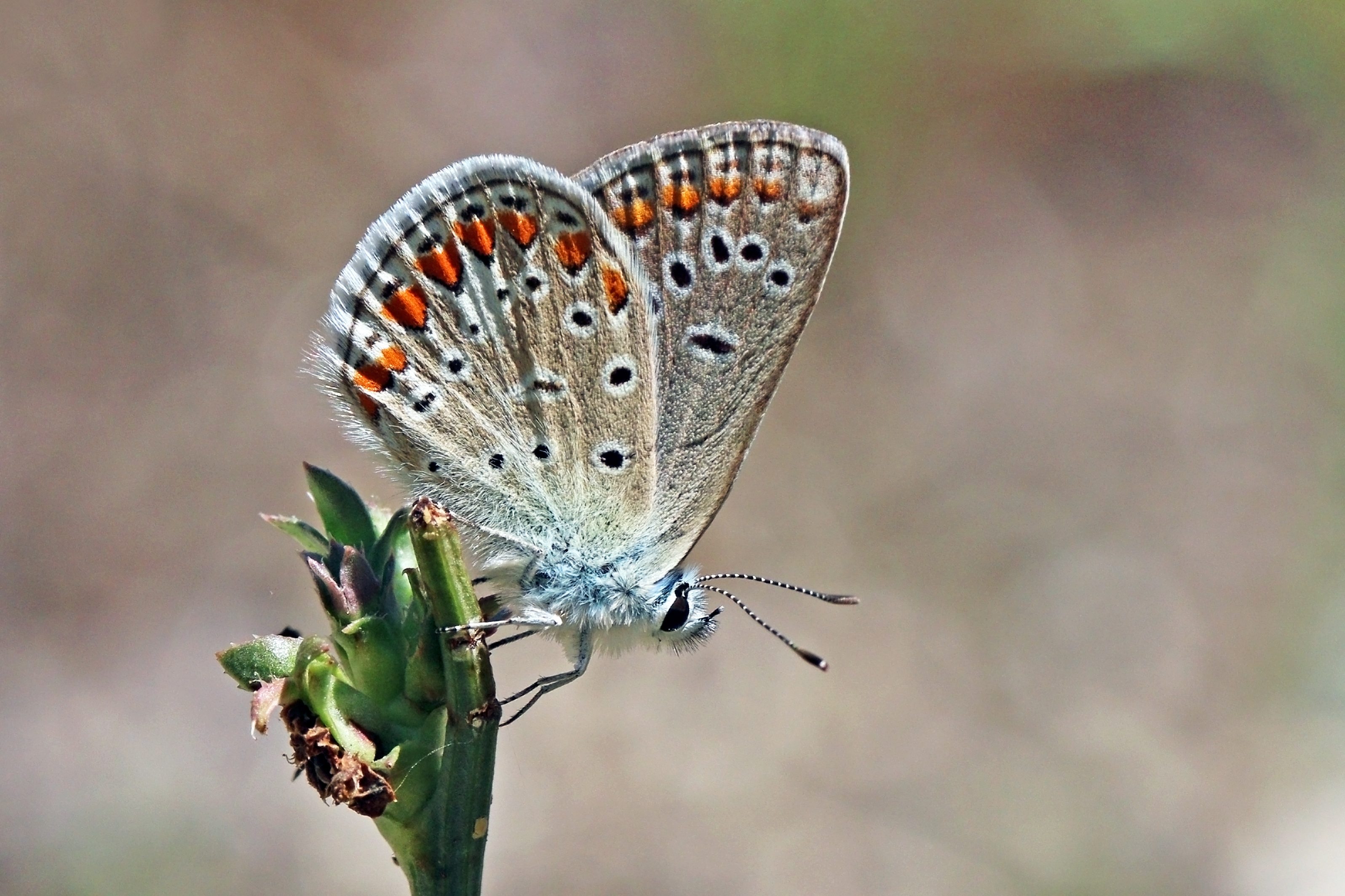 Chapman's blue (Polyommatus thersites thersites) male underside Bulgaria