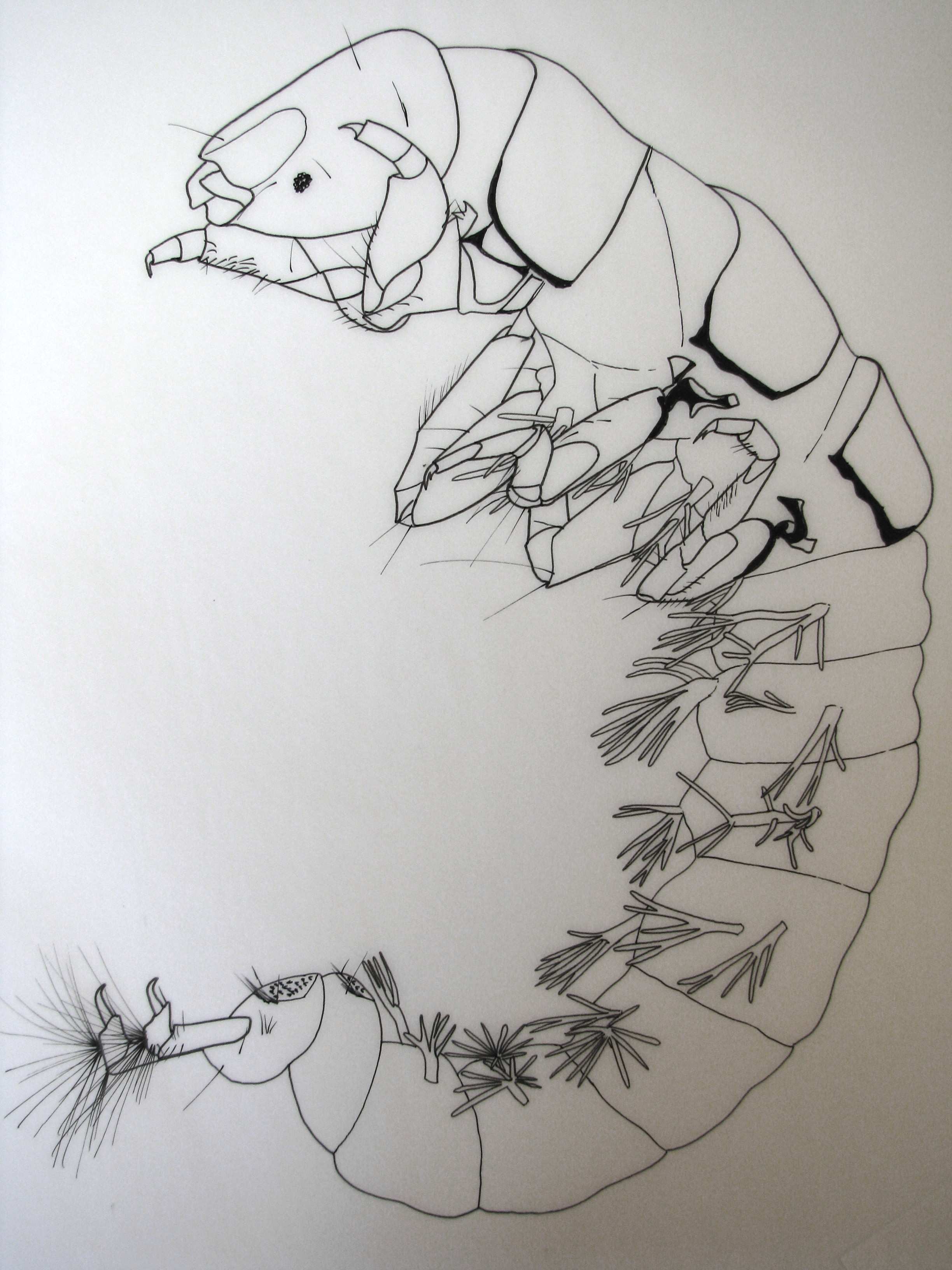 Chematopsyche spp drawing
