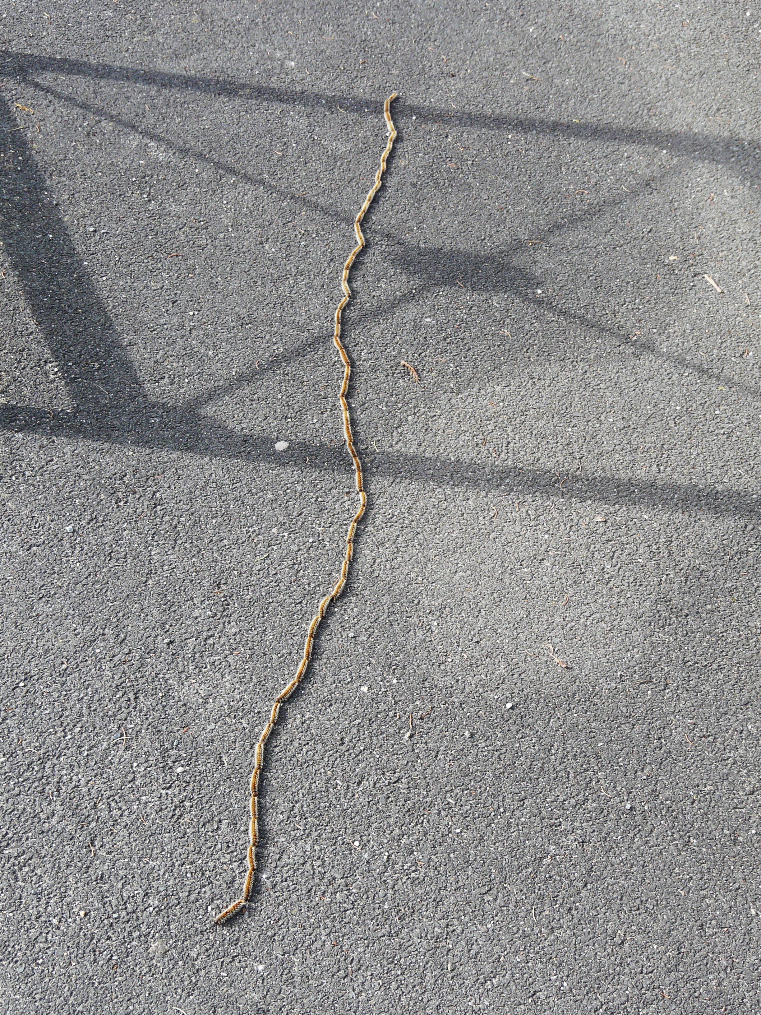 Chenilles processionnaires (1)