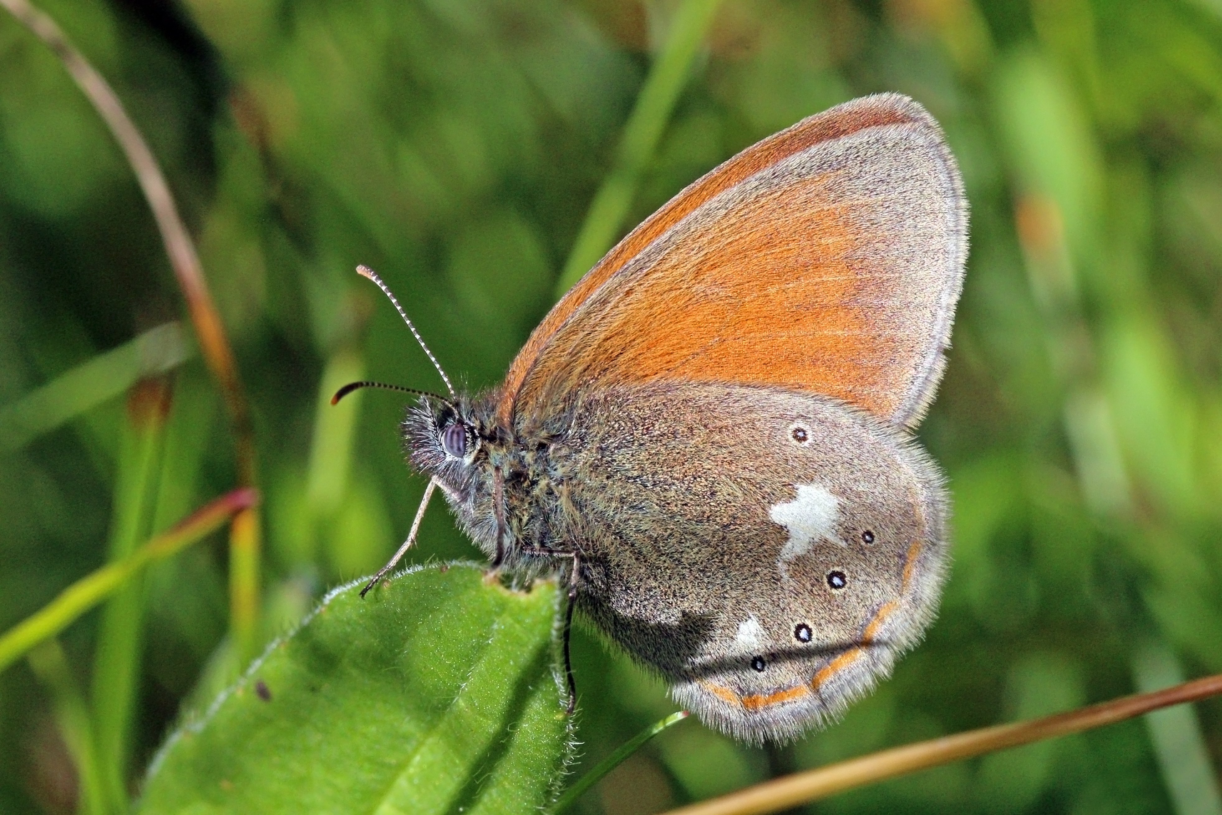 Chestnut heath (Coenonympha glycerion)
