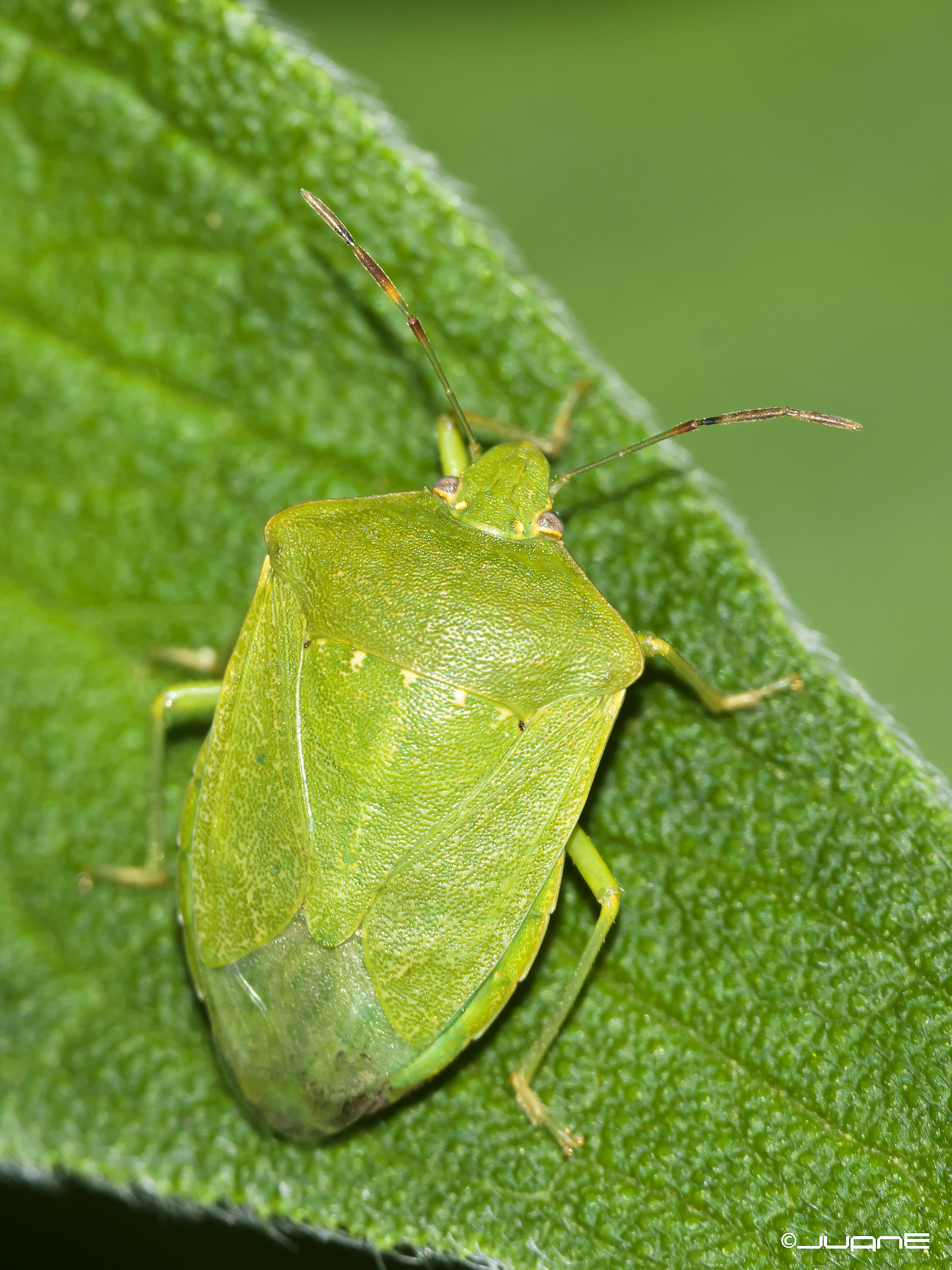 Chinche verde (Nezara viridula)
