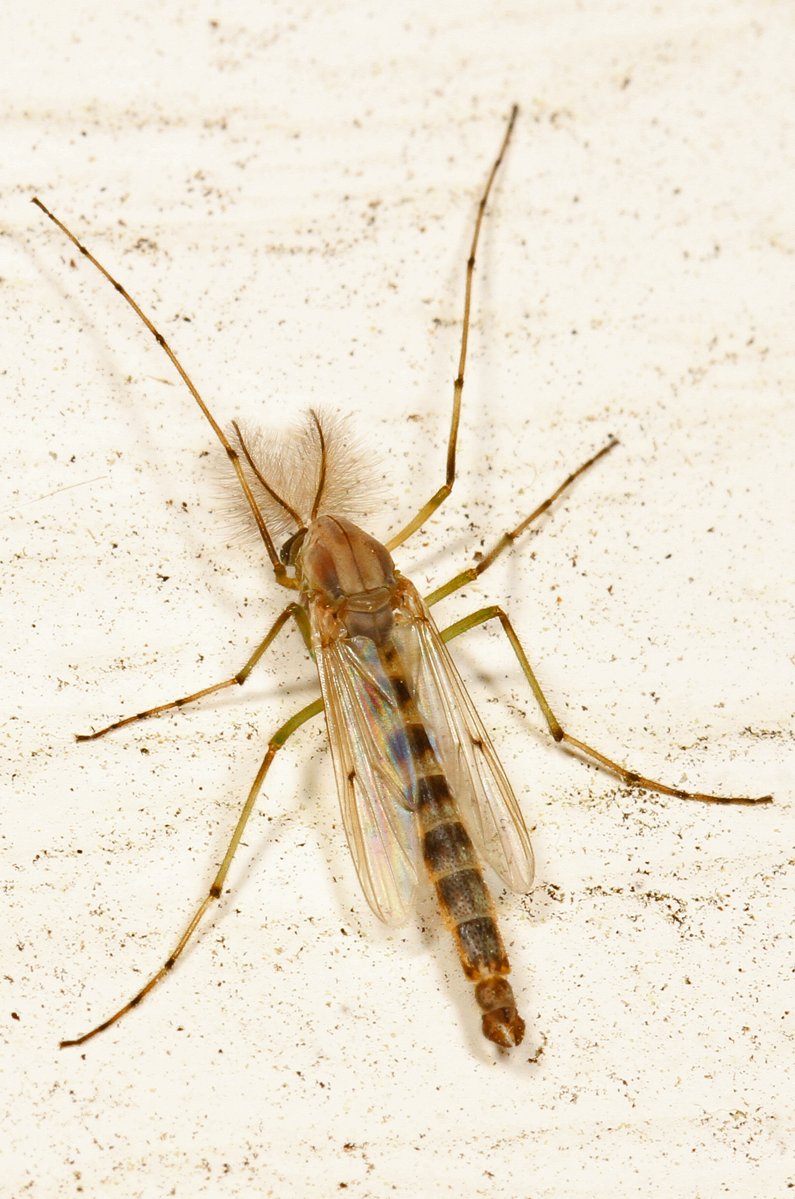 Chironomous Midge, Leesylvania State Park, Woodbridge, Virginia