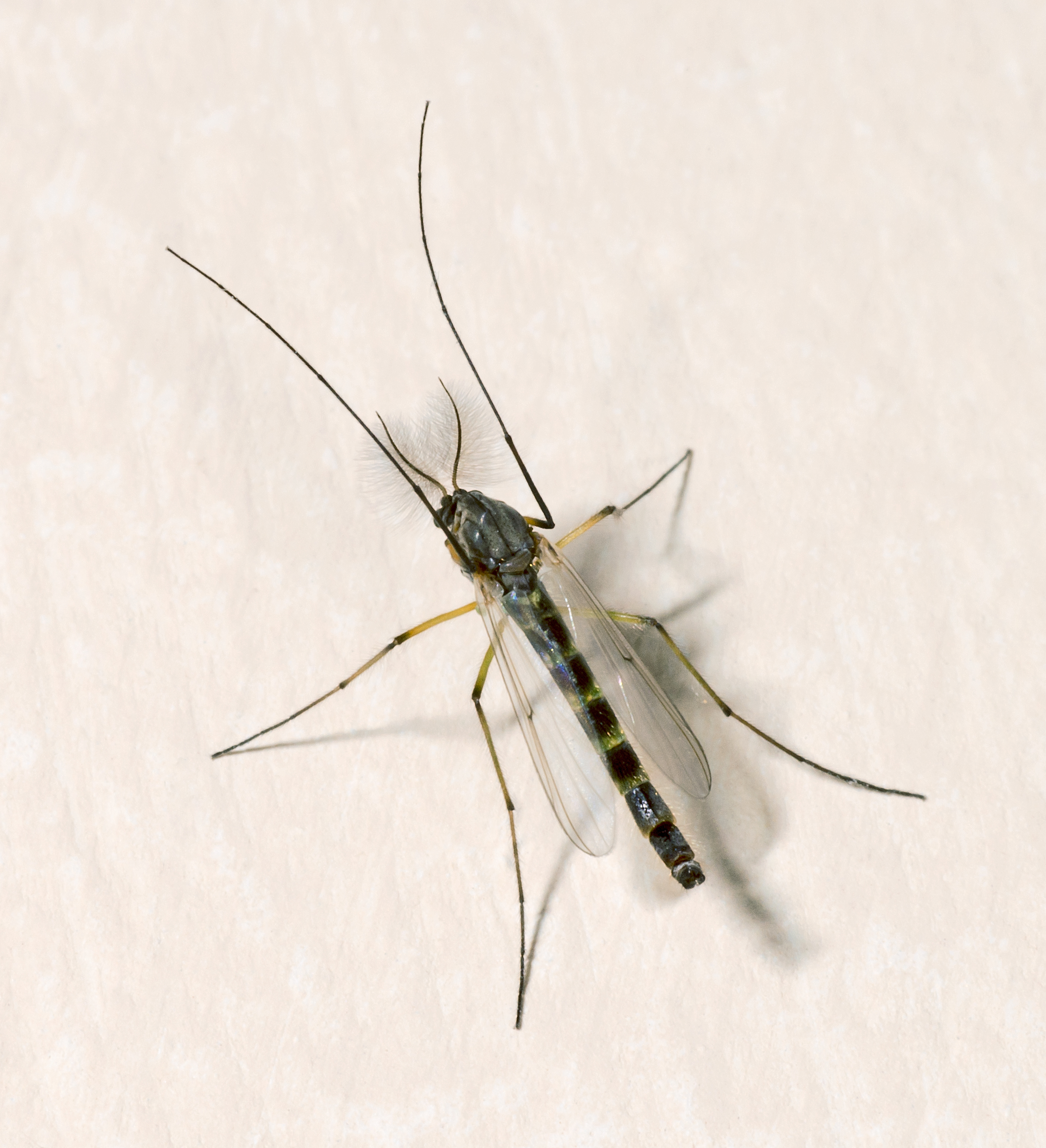 Chironomus plumosus MHNT