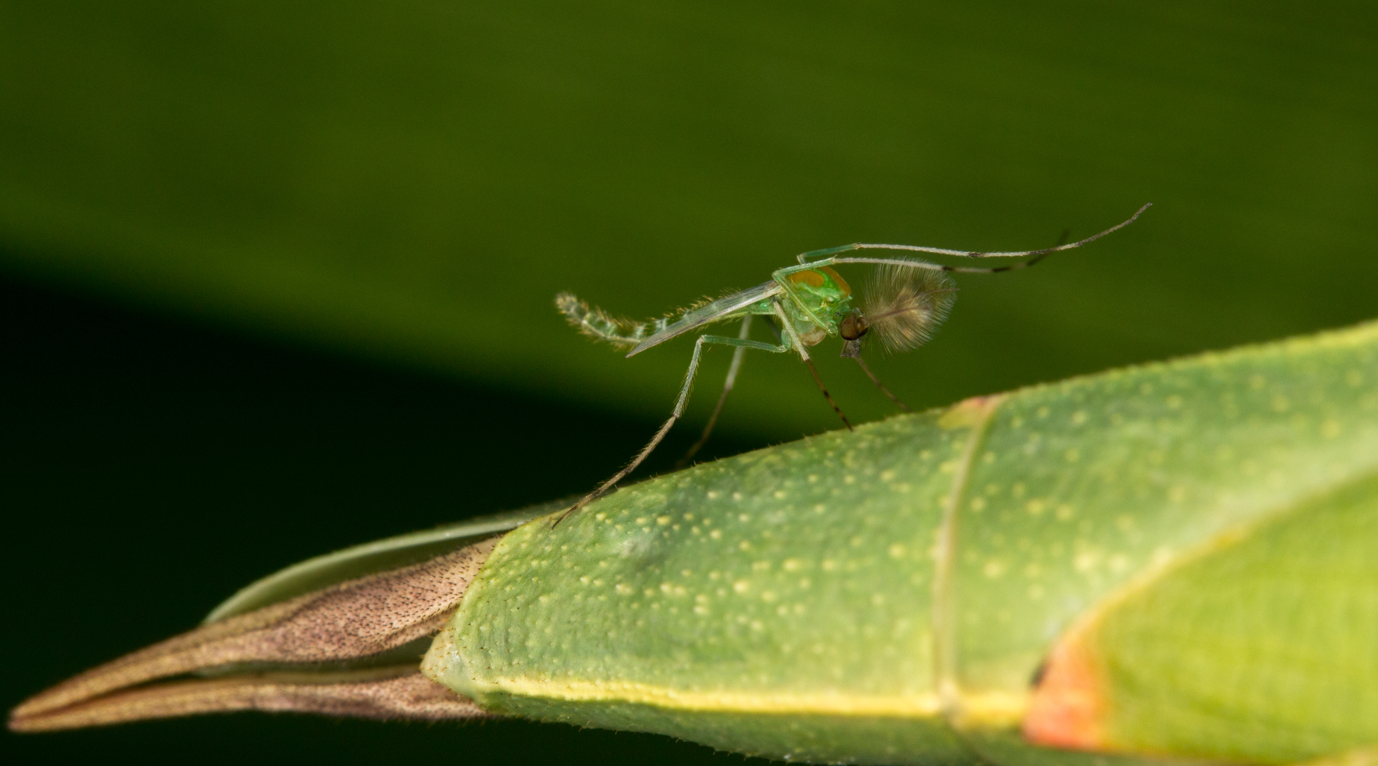 Chironomus sp. (16386461102)