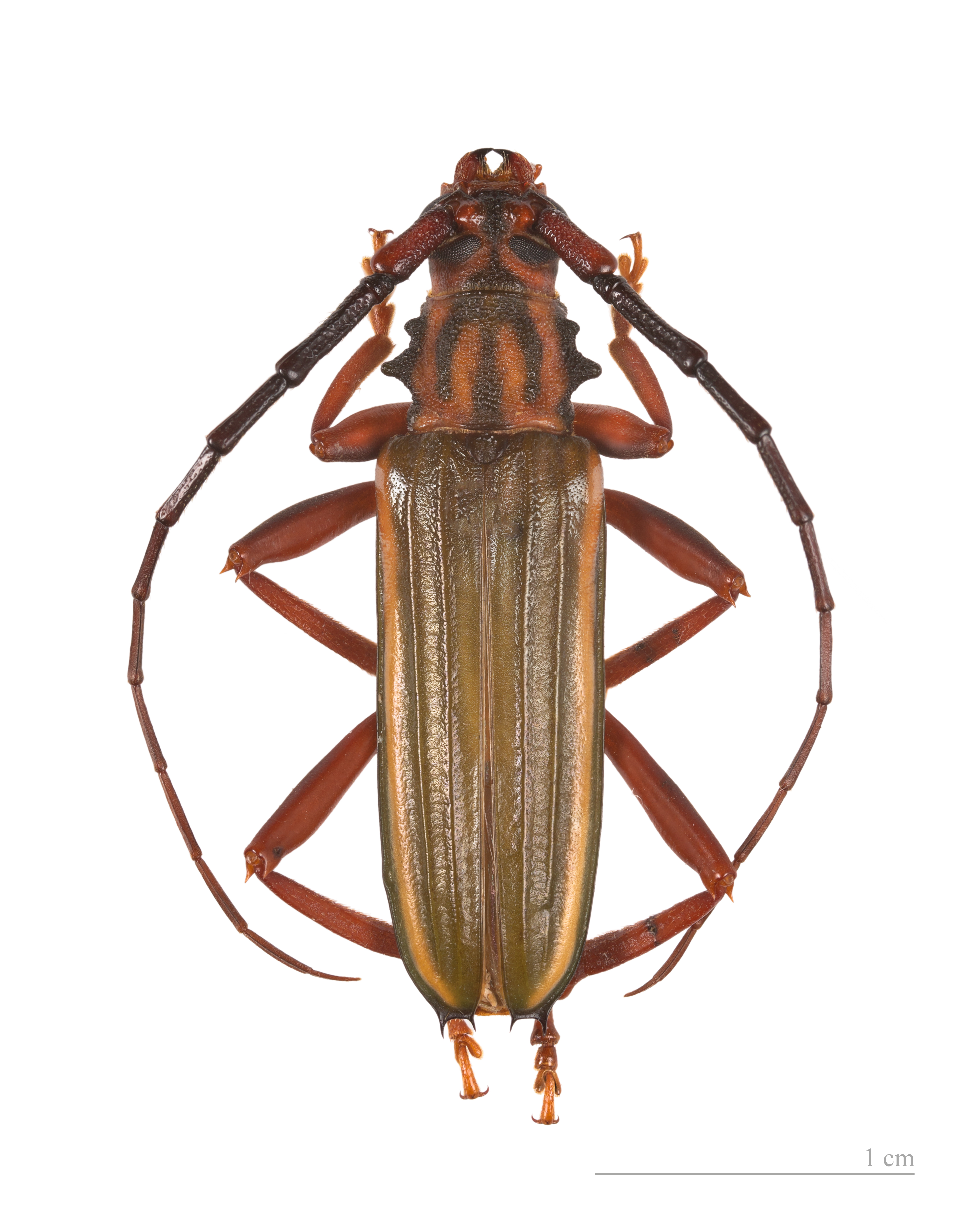 Chlorida festiva MHNT 4