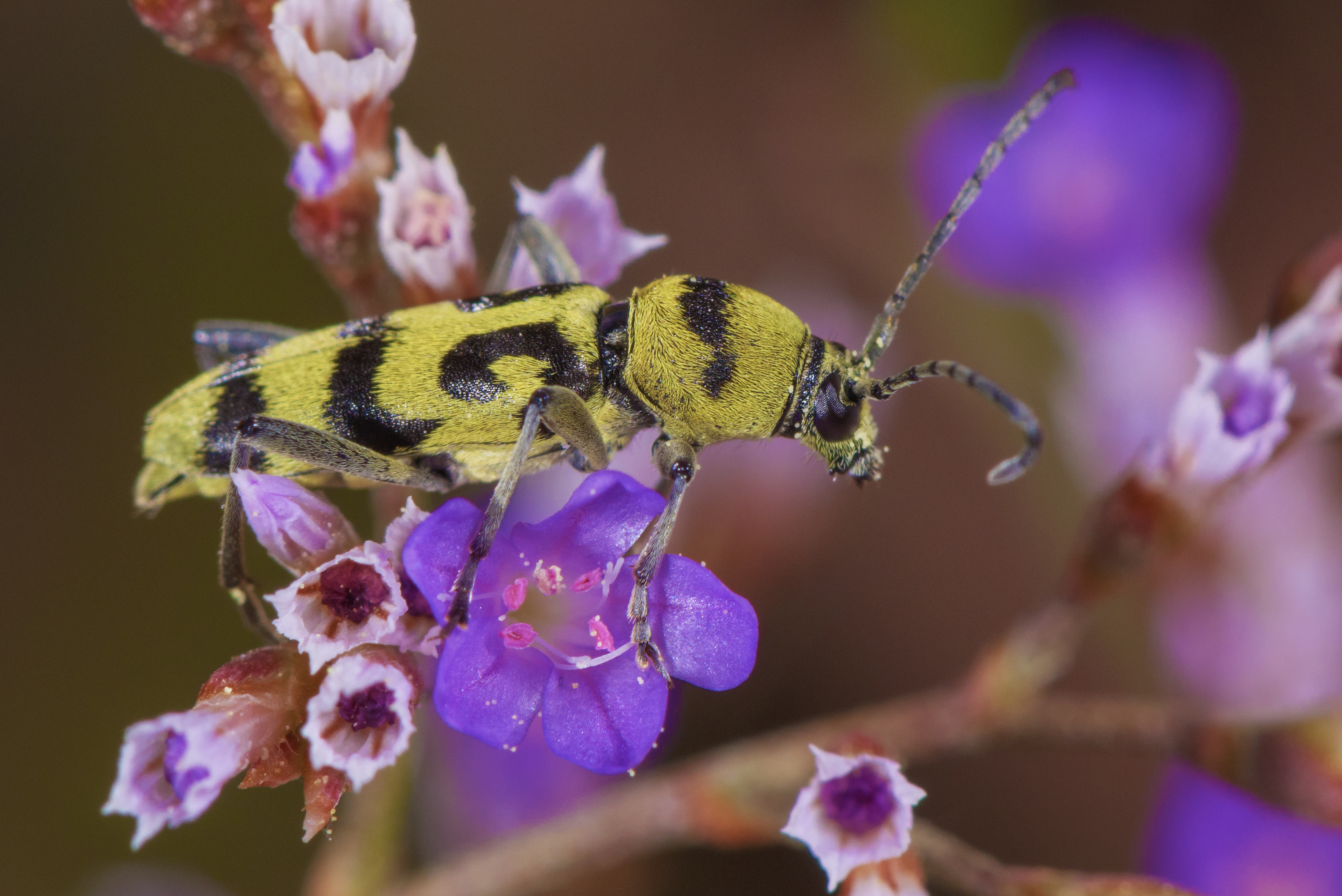 Chlorophorus varius, Vic-la-Gardiole 03