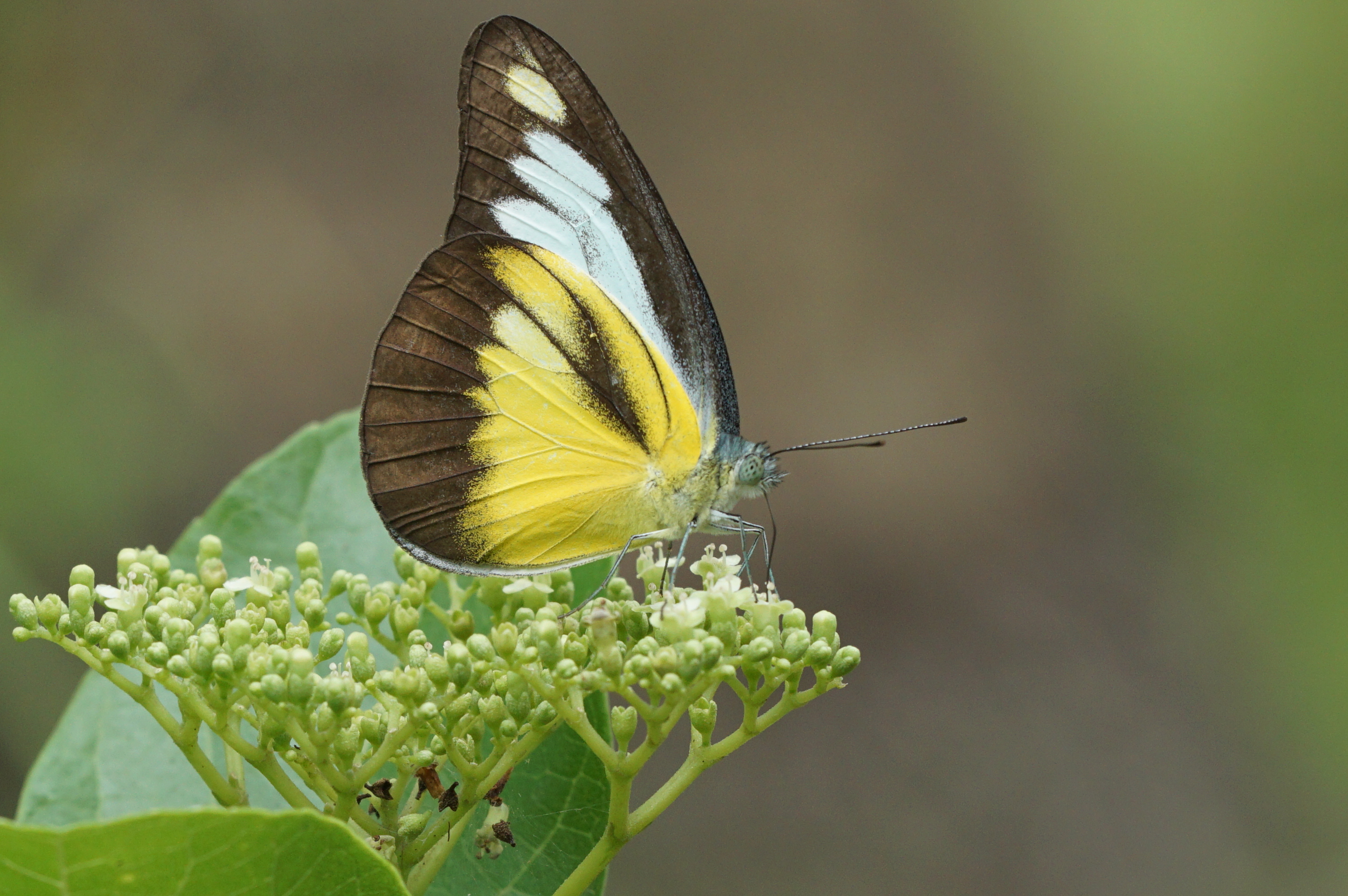 Chocolate Albatross 02260
