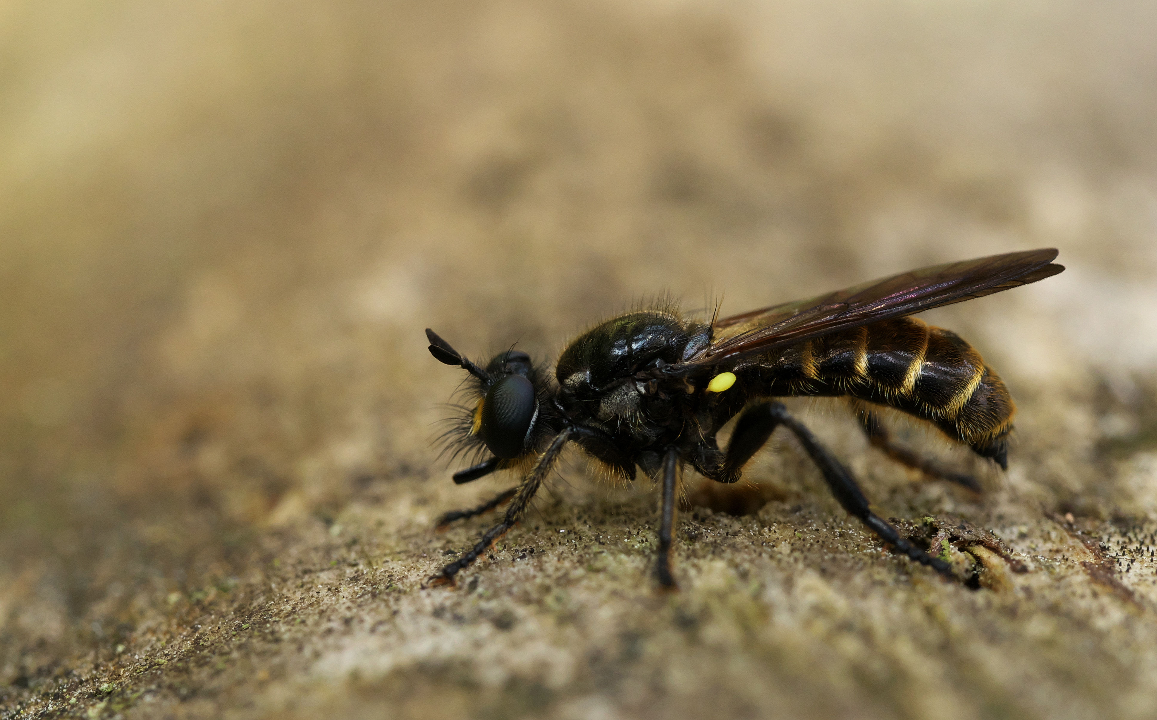 Choerades marginatus, Hanko, Finland (36004011174)
