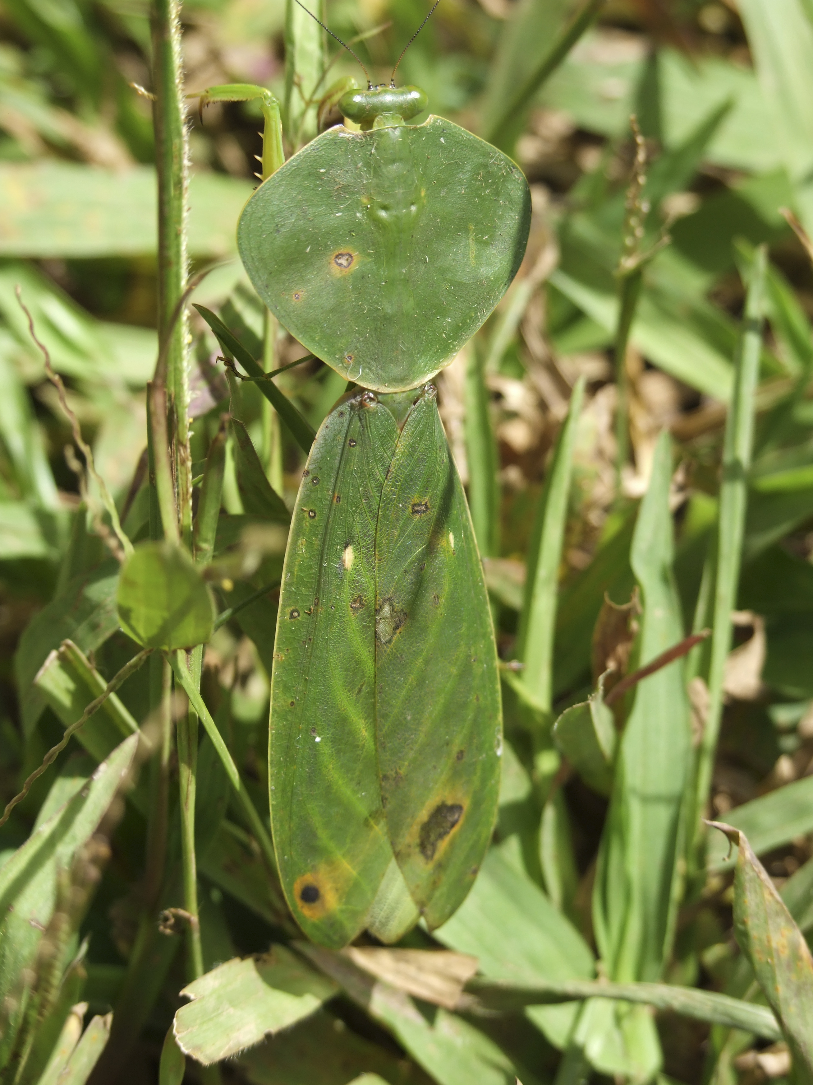 Choeradodis species showing doral side