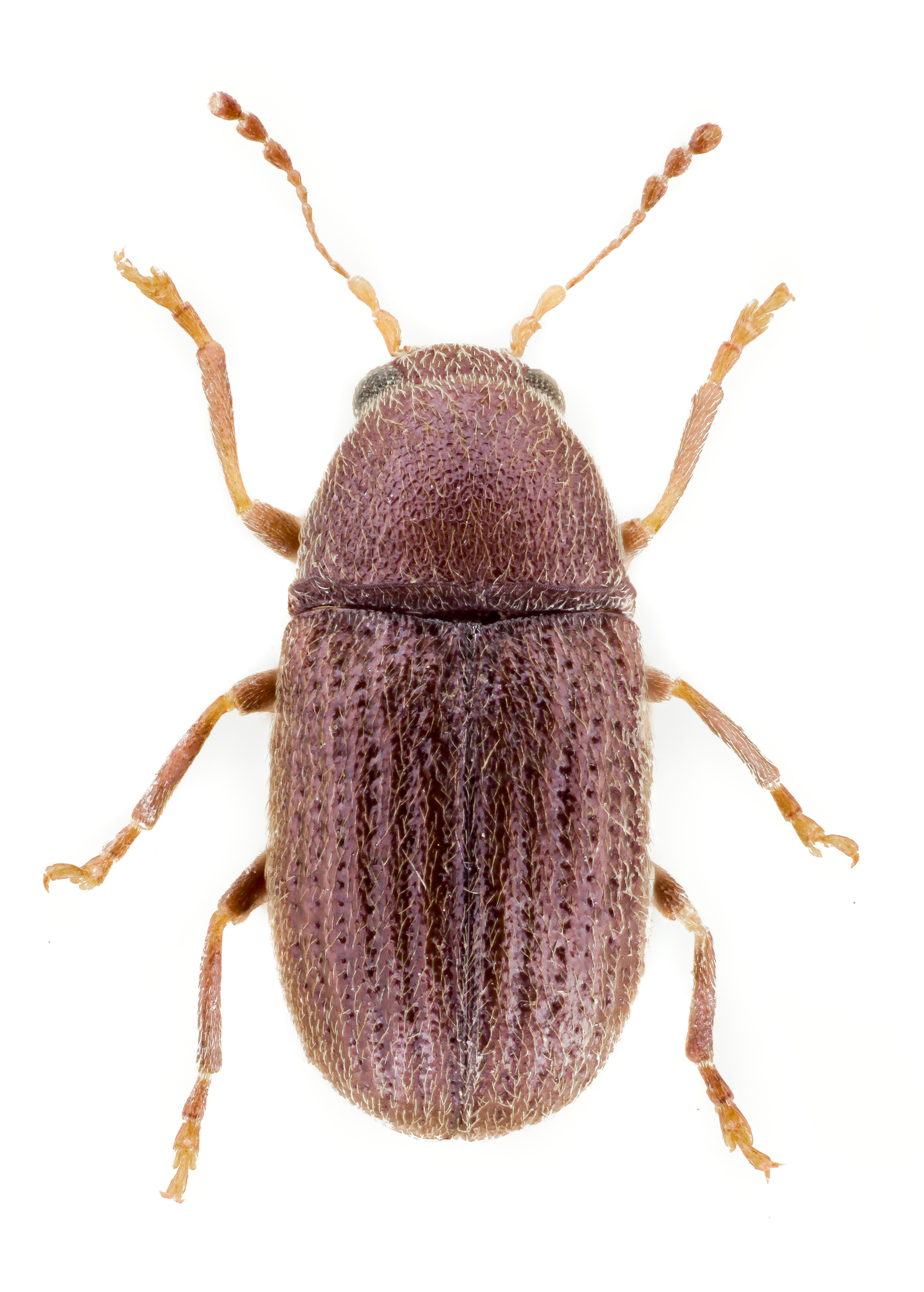 Choragus sheppardi