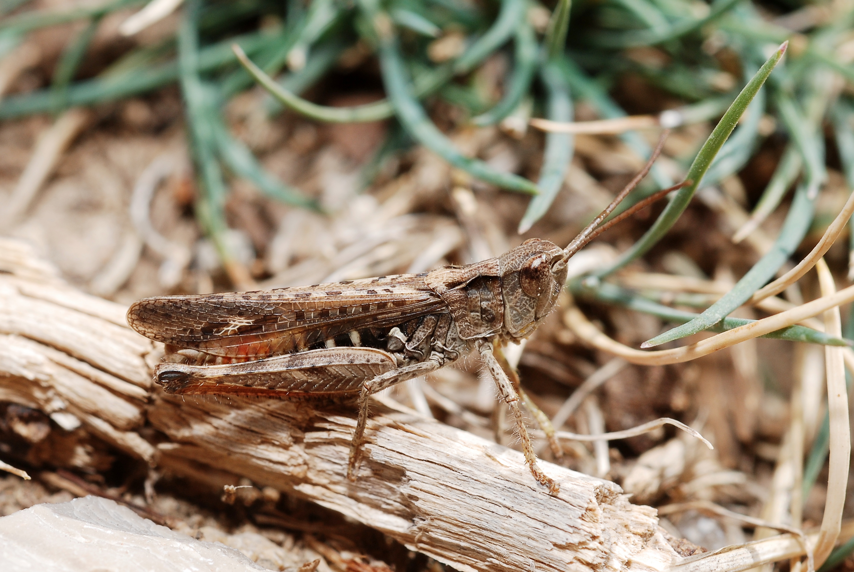 Chorthippus (sg Glyptobothrus) sp. (5012356059)
