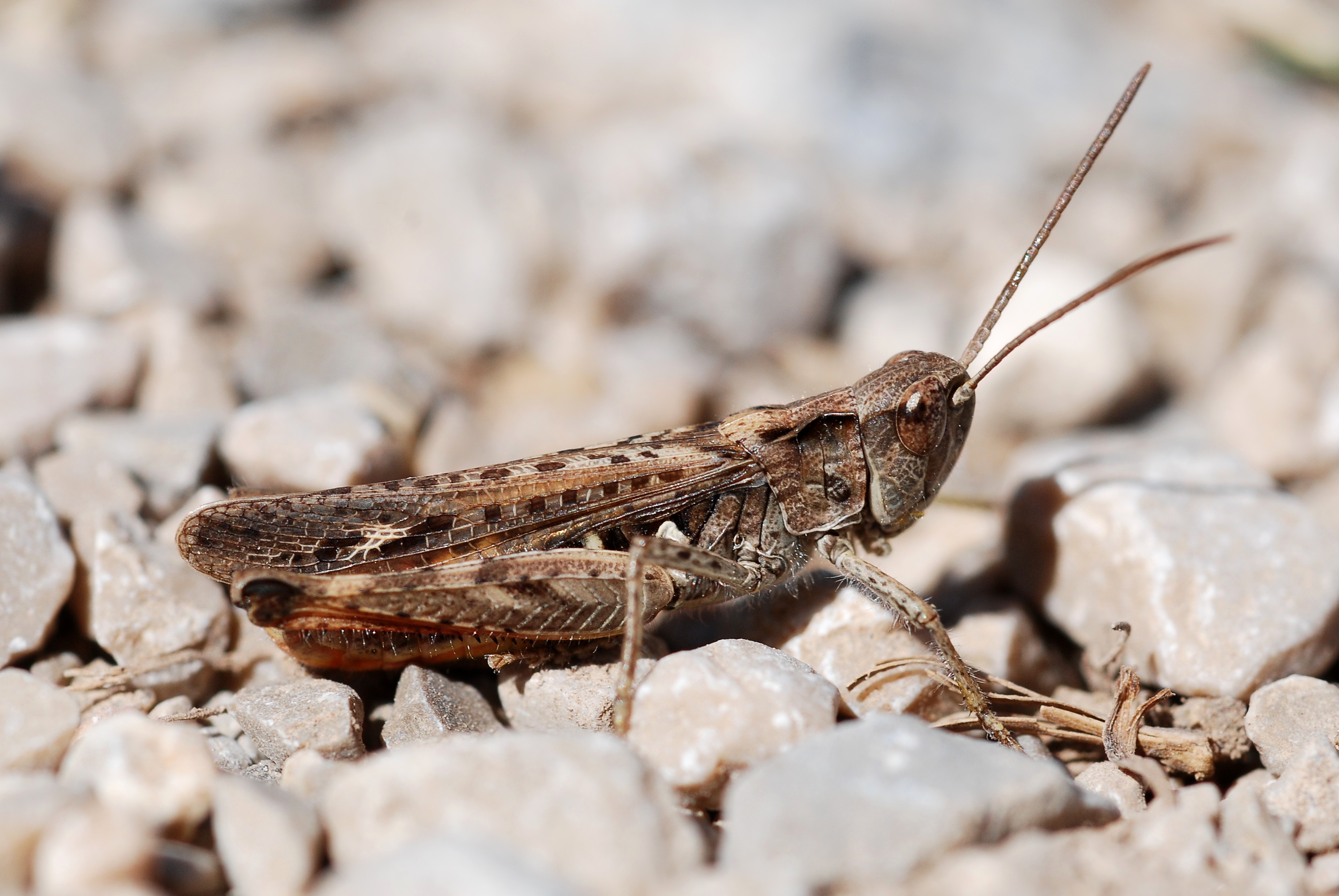 Chorthippus (sg Glyptobothrus) sp. (5012360107)