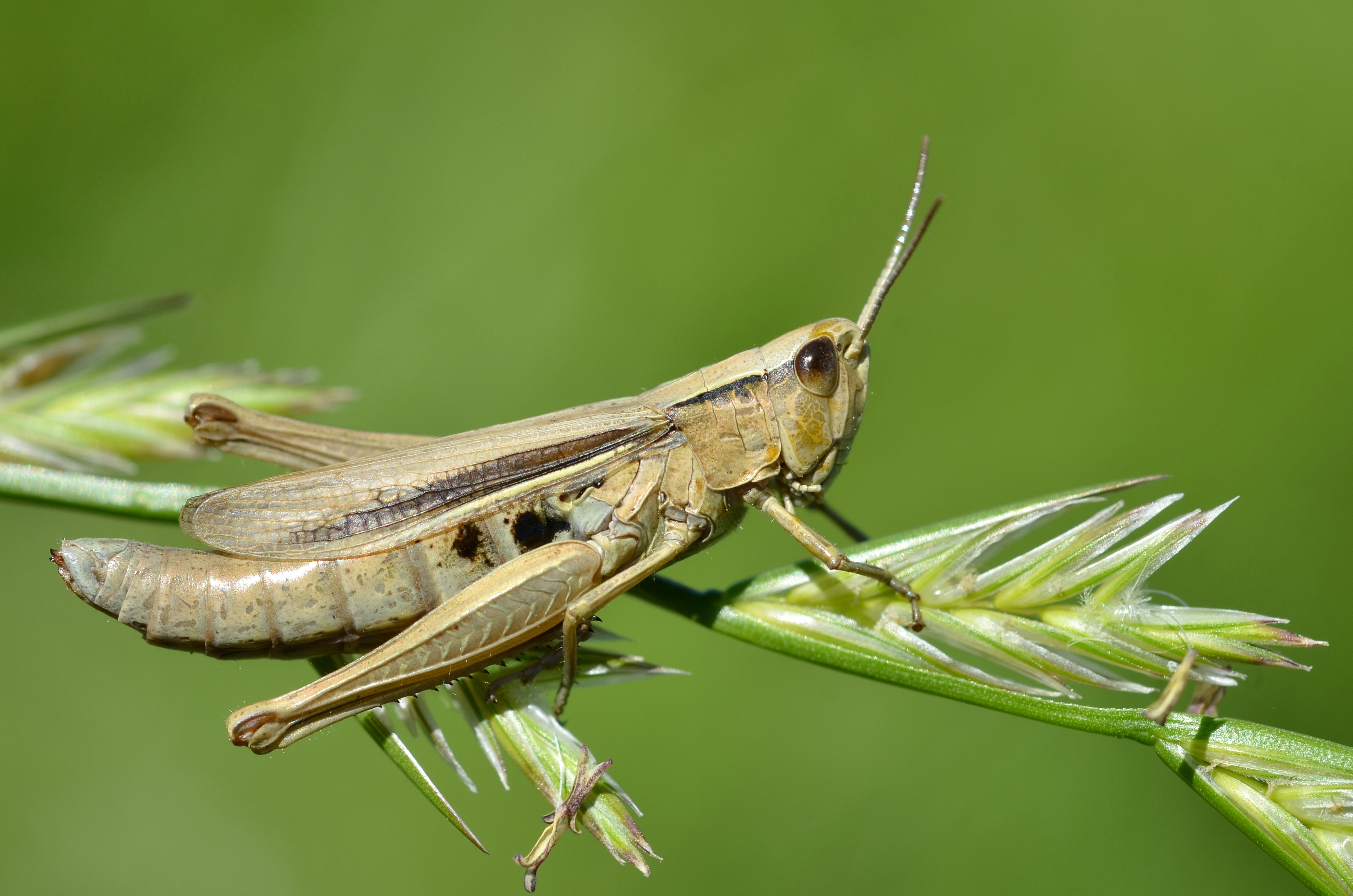 Chorthippus albomarginatus female (11000776294)