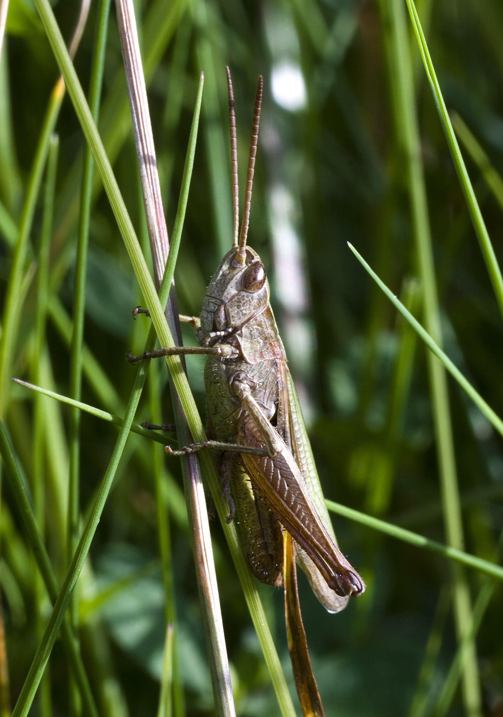Chorthippus albomarginatus male