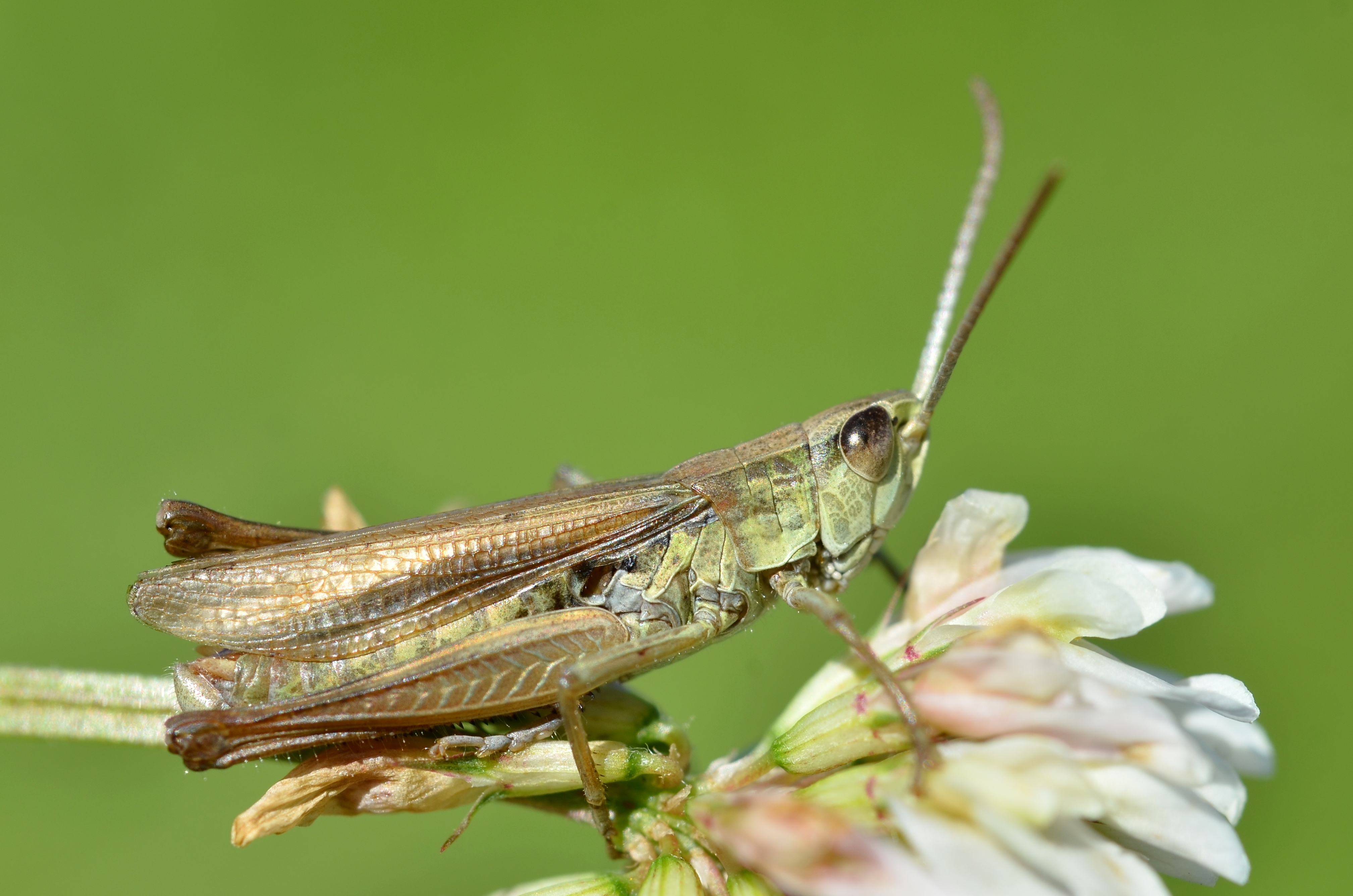 Chorthippus albomarginatus male (11000635735)