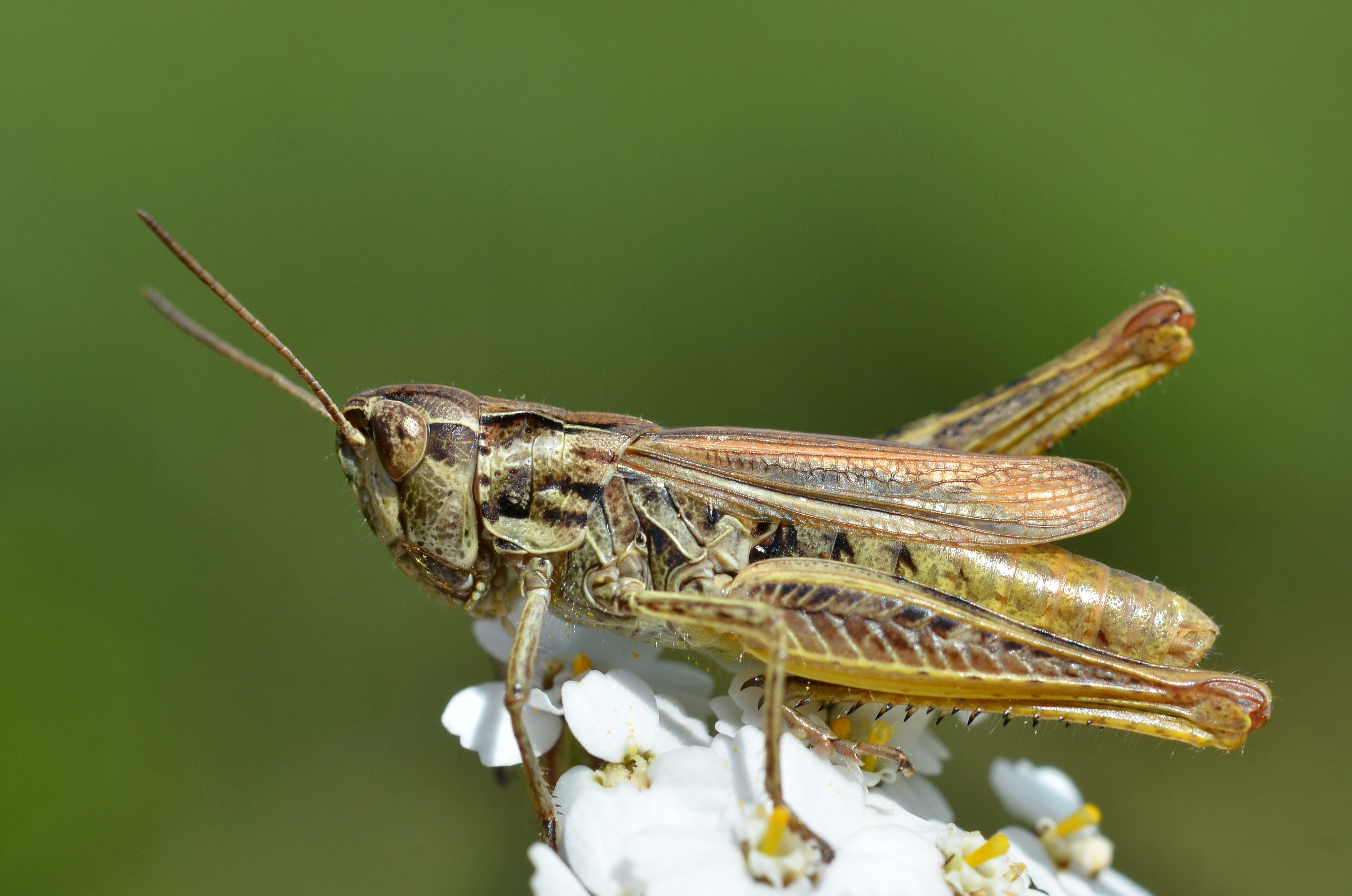 Chorthippus apricarius female (15011807536)