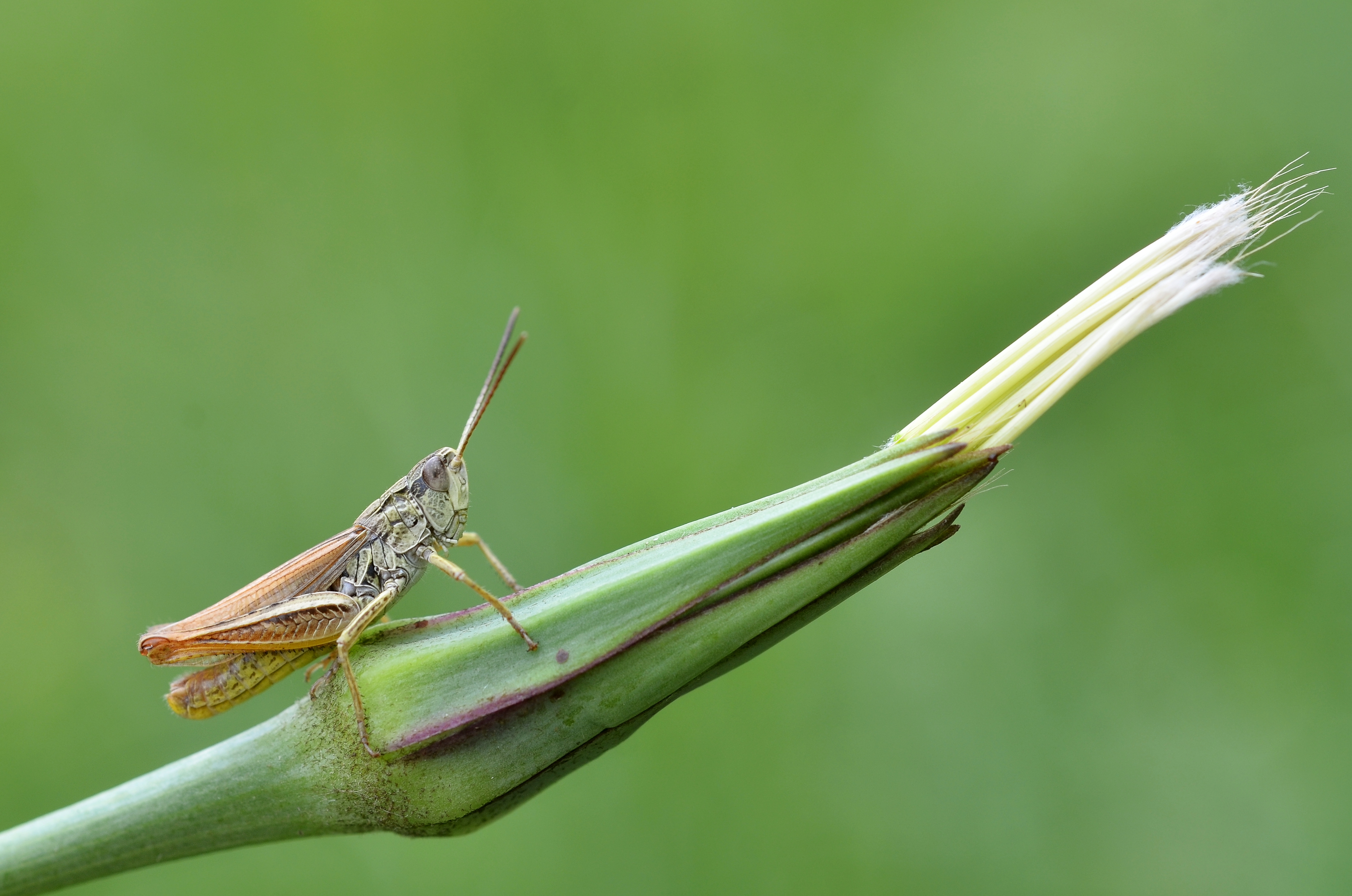 Chorthippus apricarius male (14848278080)