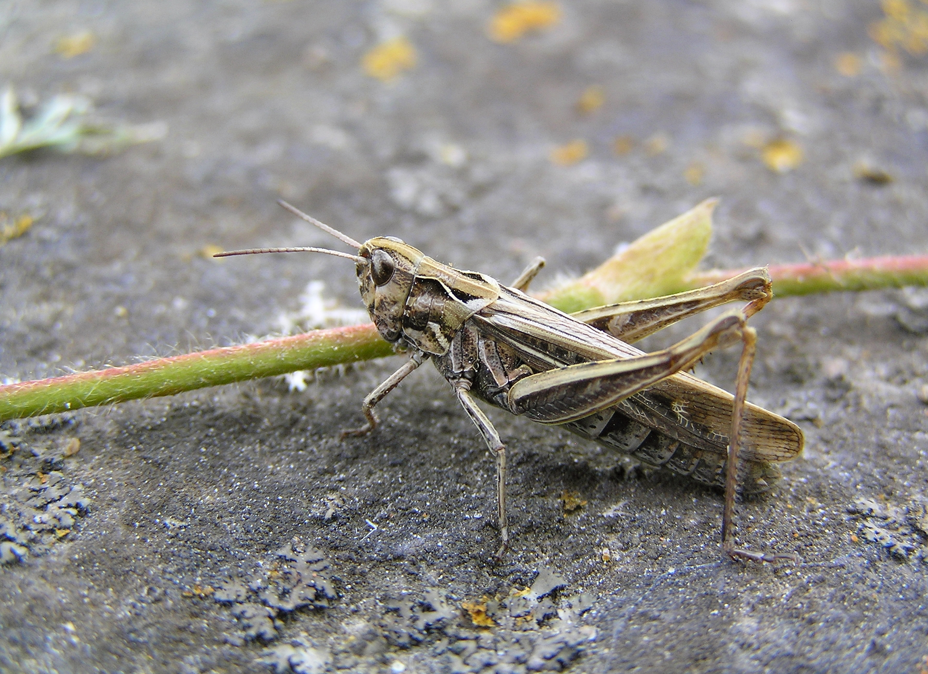 Chorthippus biguttulus Harilik rohutirts 01 estonia