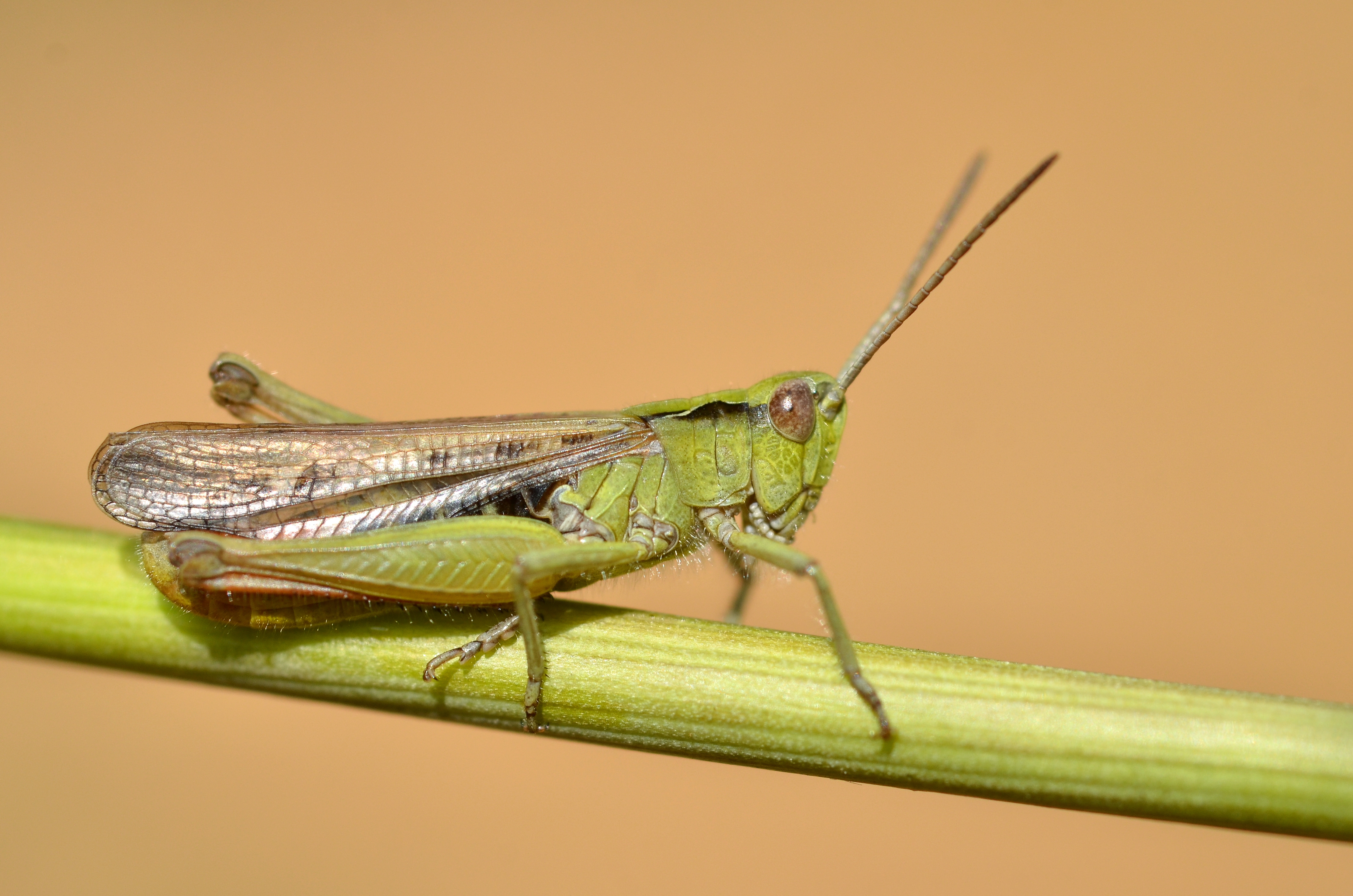 Chorthippus biguttulus male (10914592694)