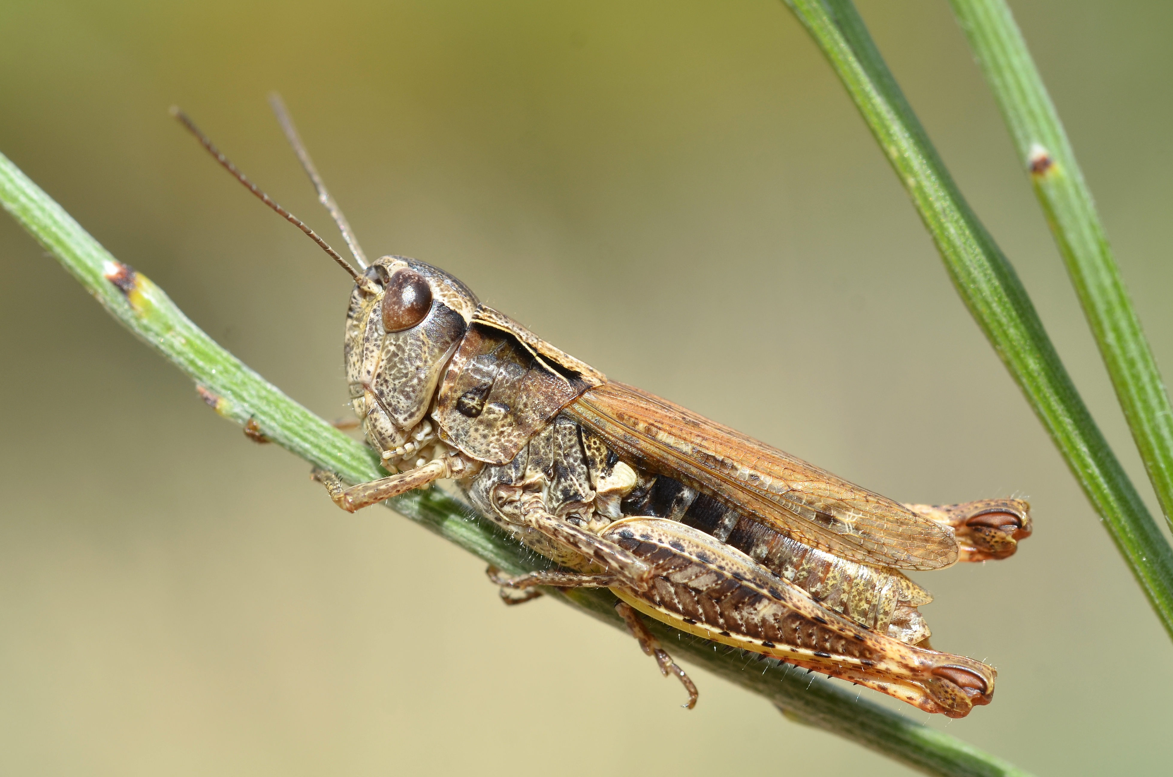 Chorthippus binotatus female (14848067430)