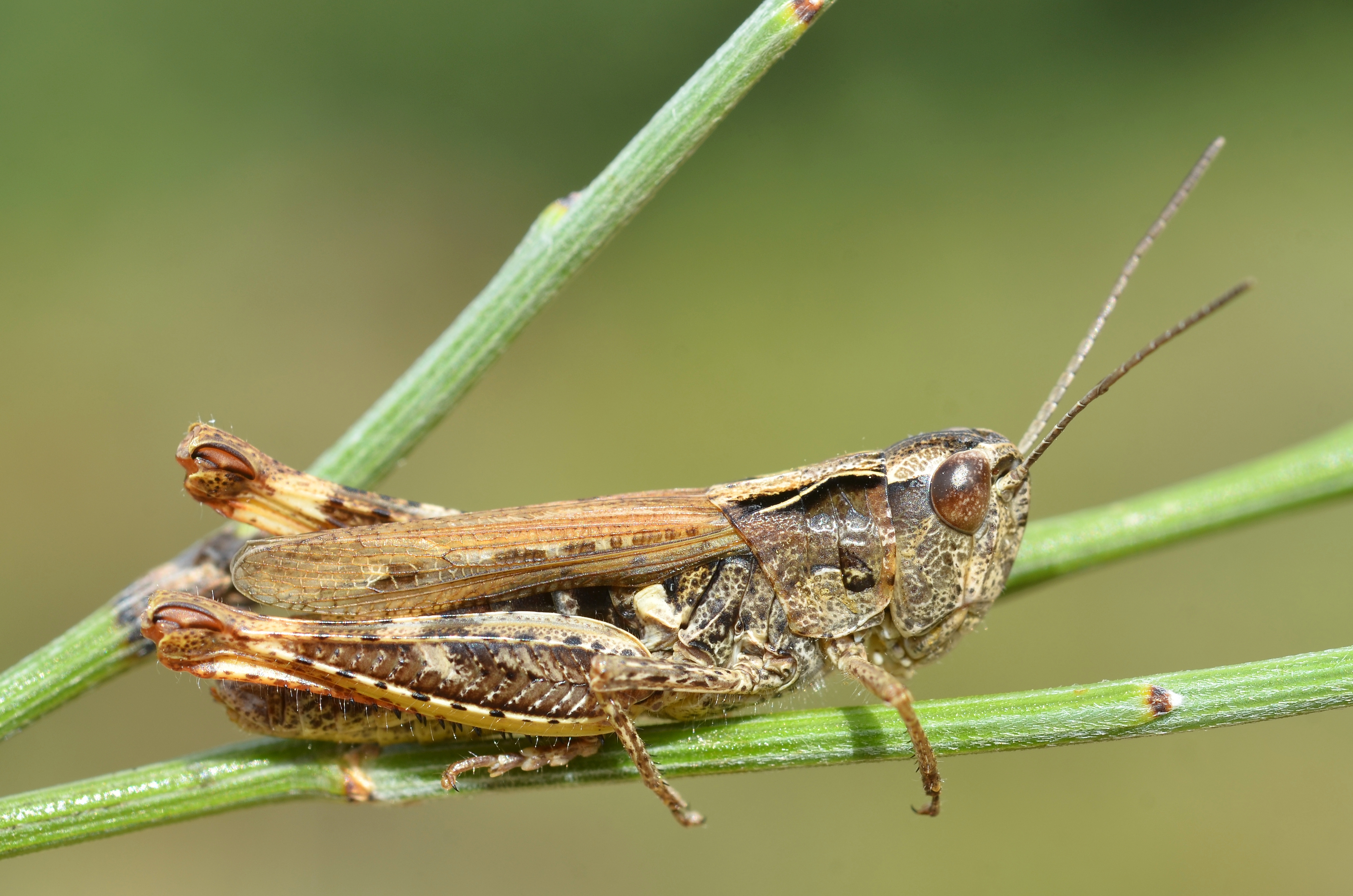 Chorthippus binotatus female (15031643861)