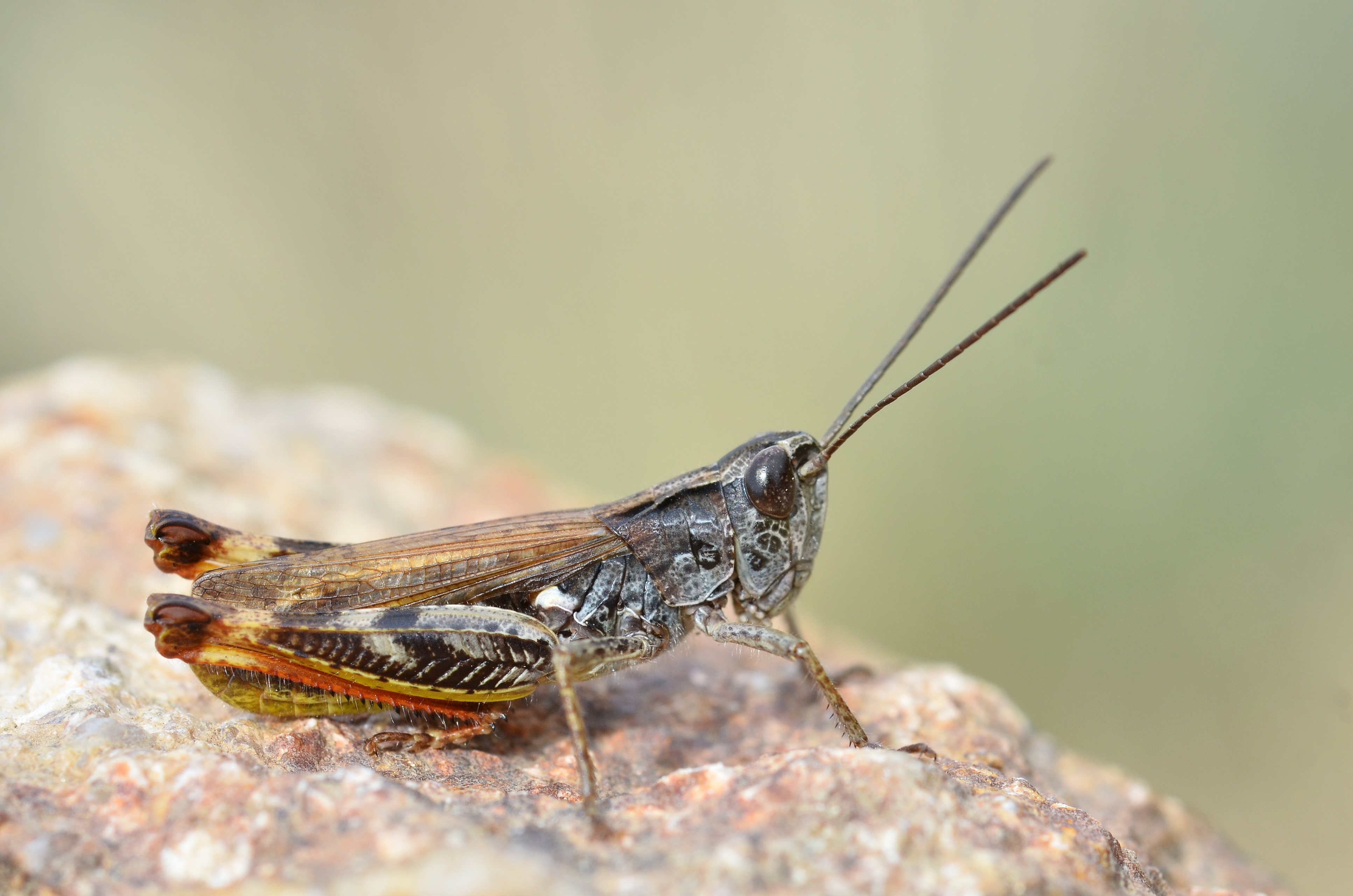 Chorthippus binotatus male (14848035718)