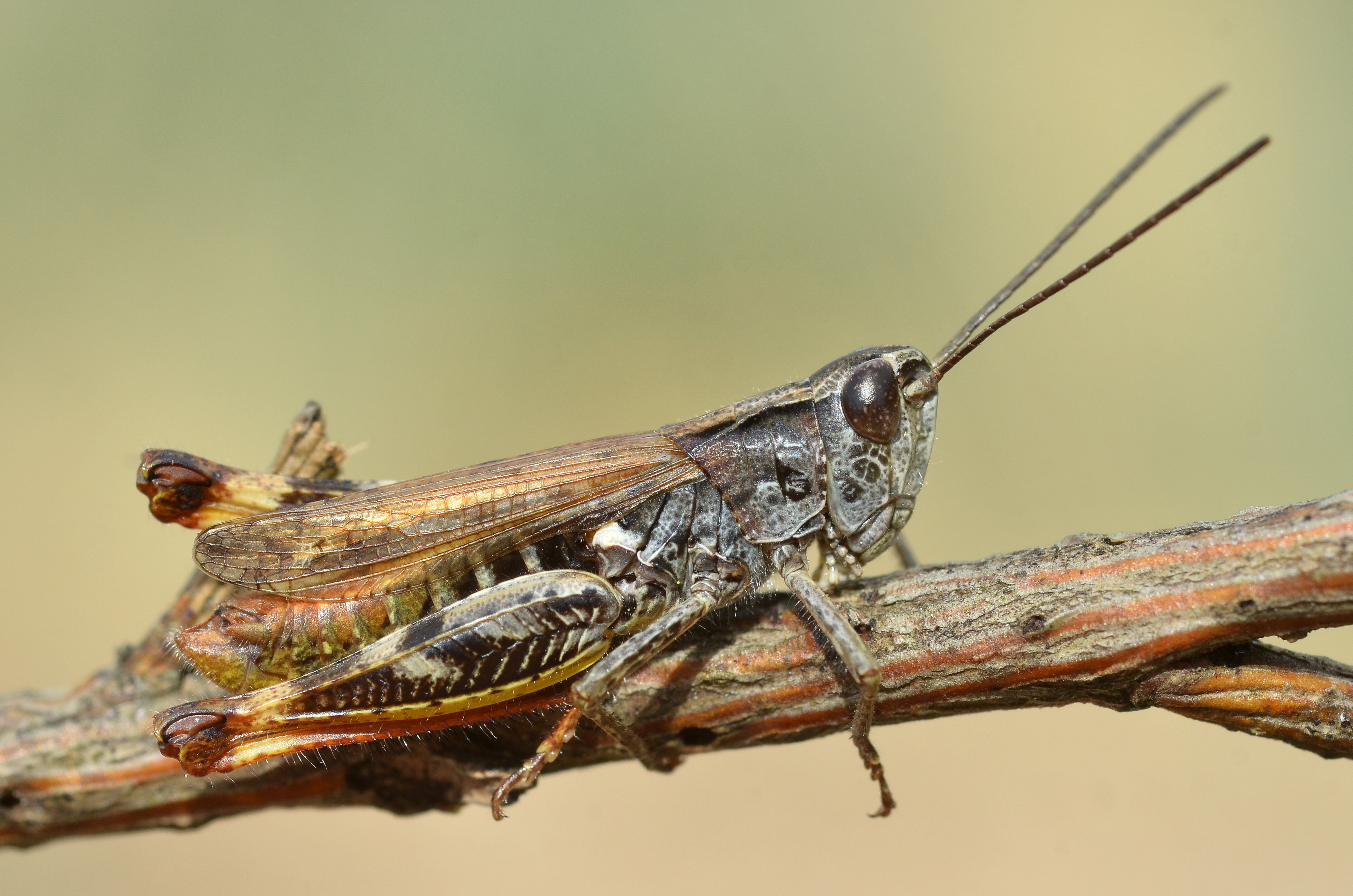Chorthippus binotatus male (15034294192)