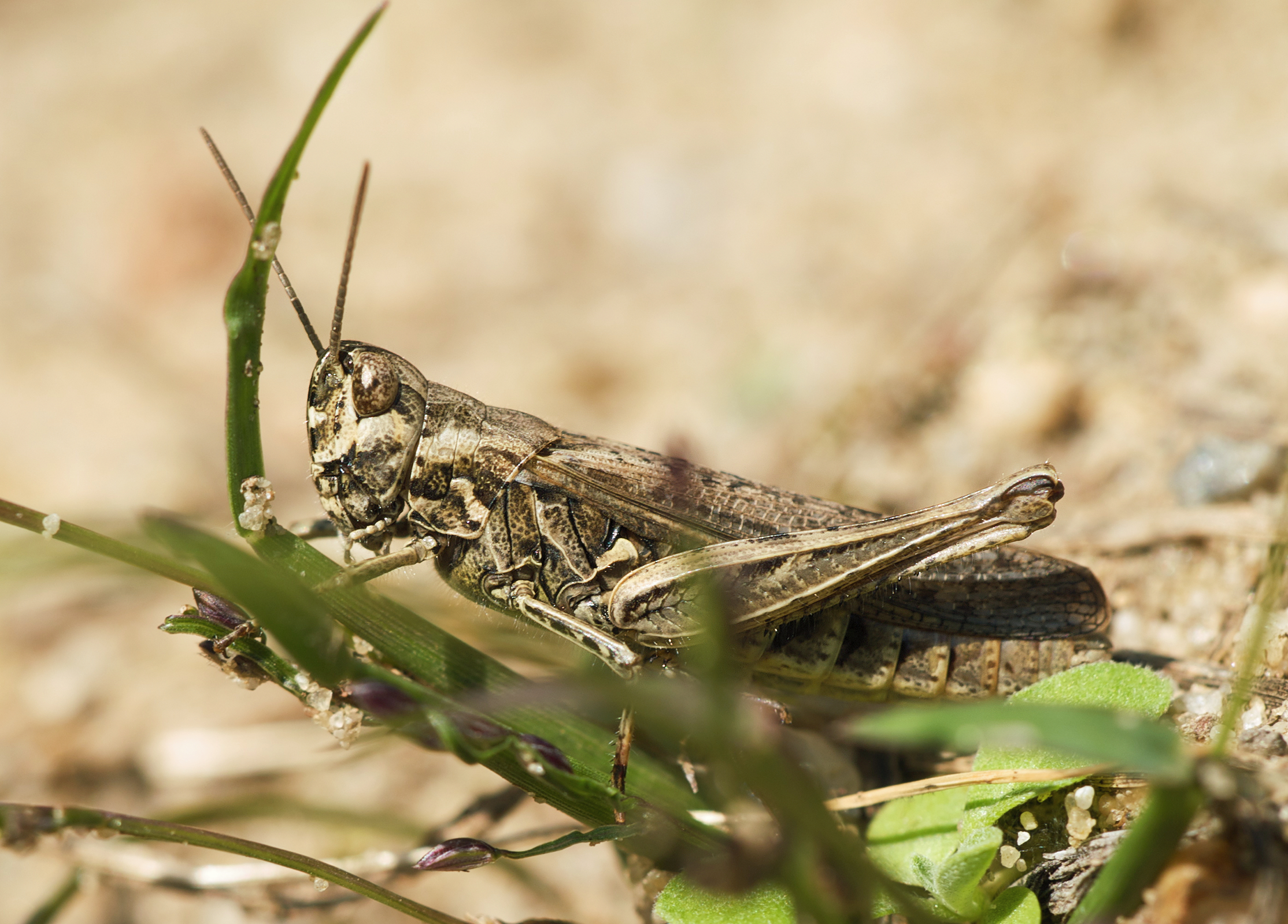 Chorthippus brunneus LC0178