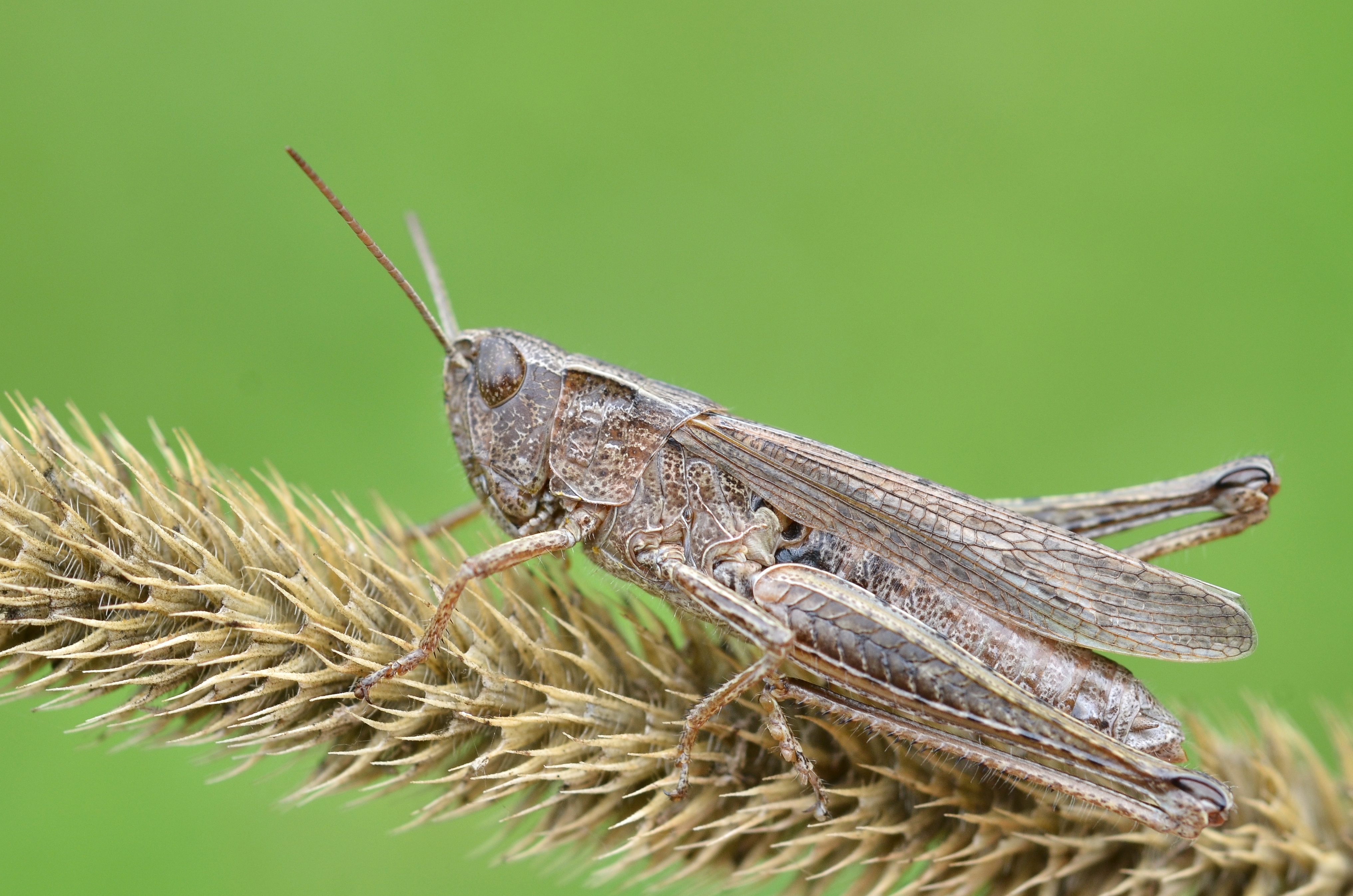 Chorthippus dorsatus female (11000732596)
