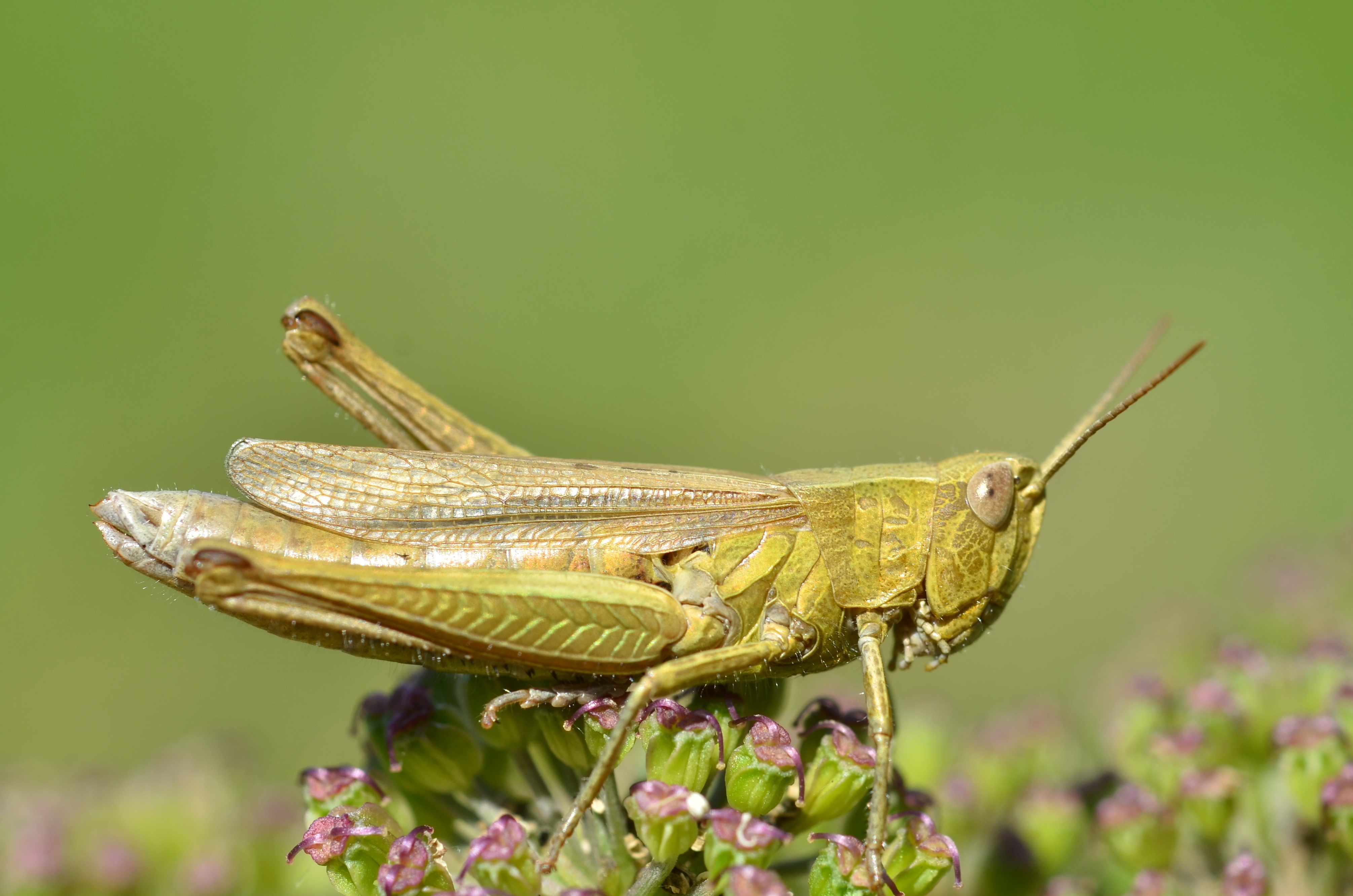 Chorthippus dorsatus female (11000744786)