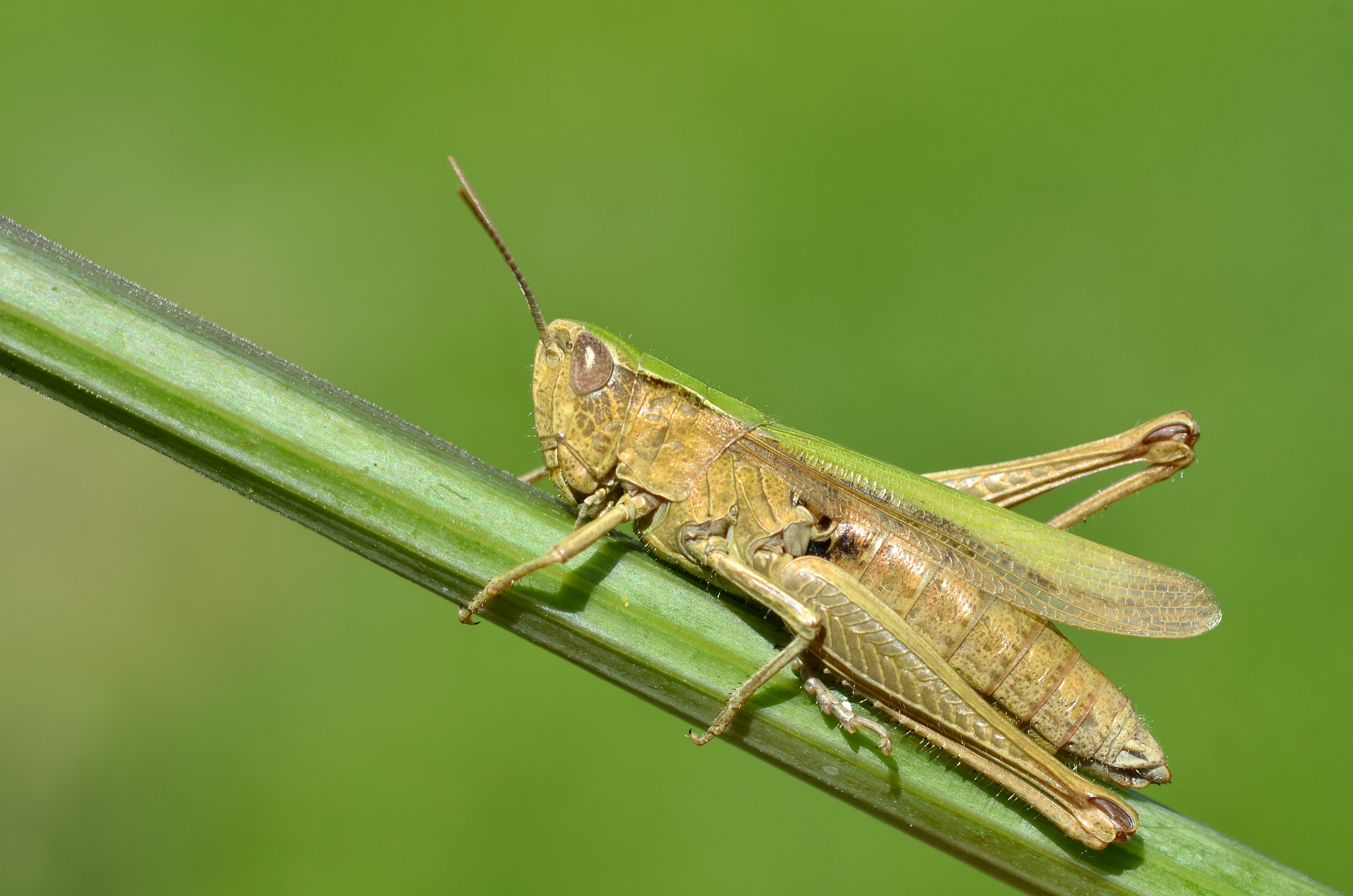 Chorthippus dorsatus female (11000809444)