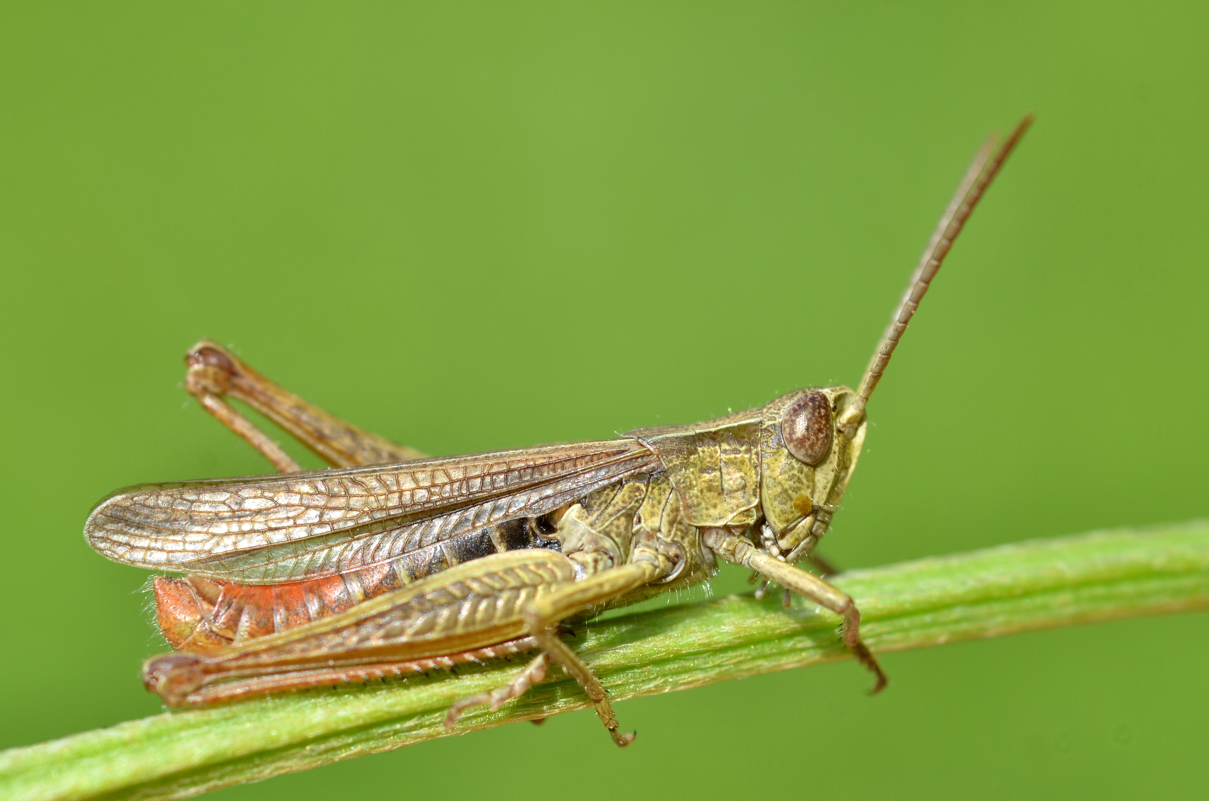 Chorthippus dorsatus male (11000662905)