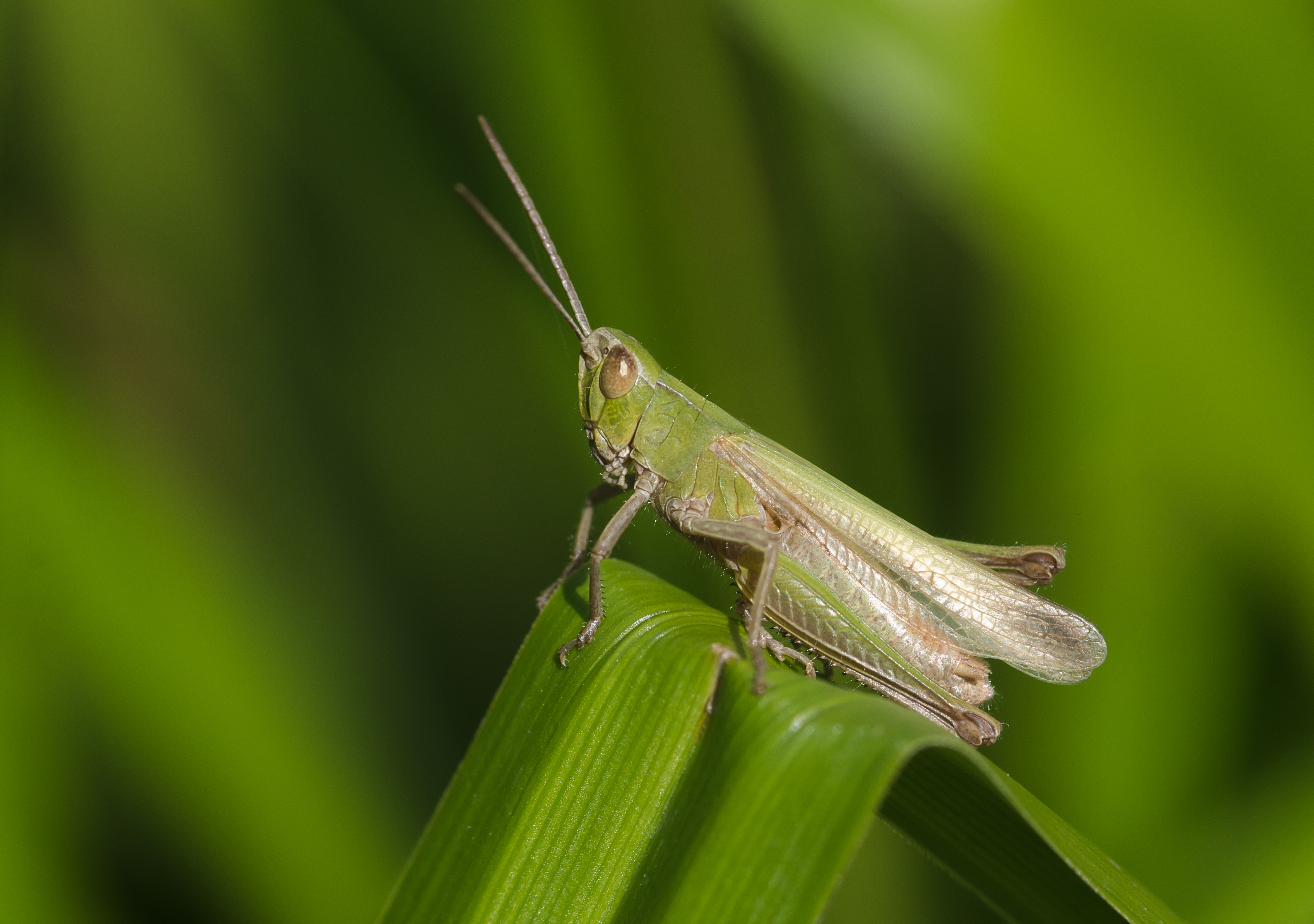 Chorthippus dorsatus-pjt