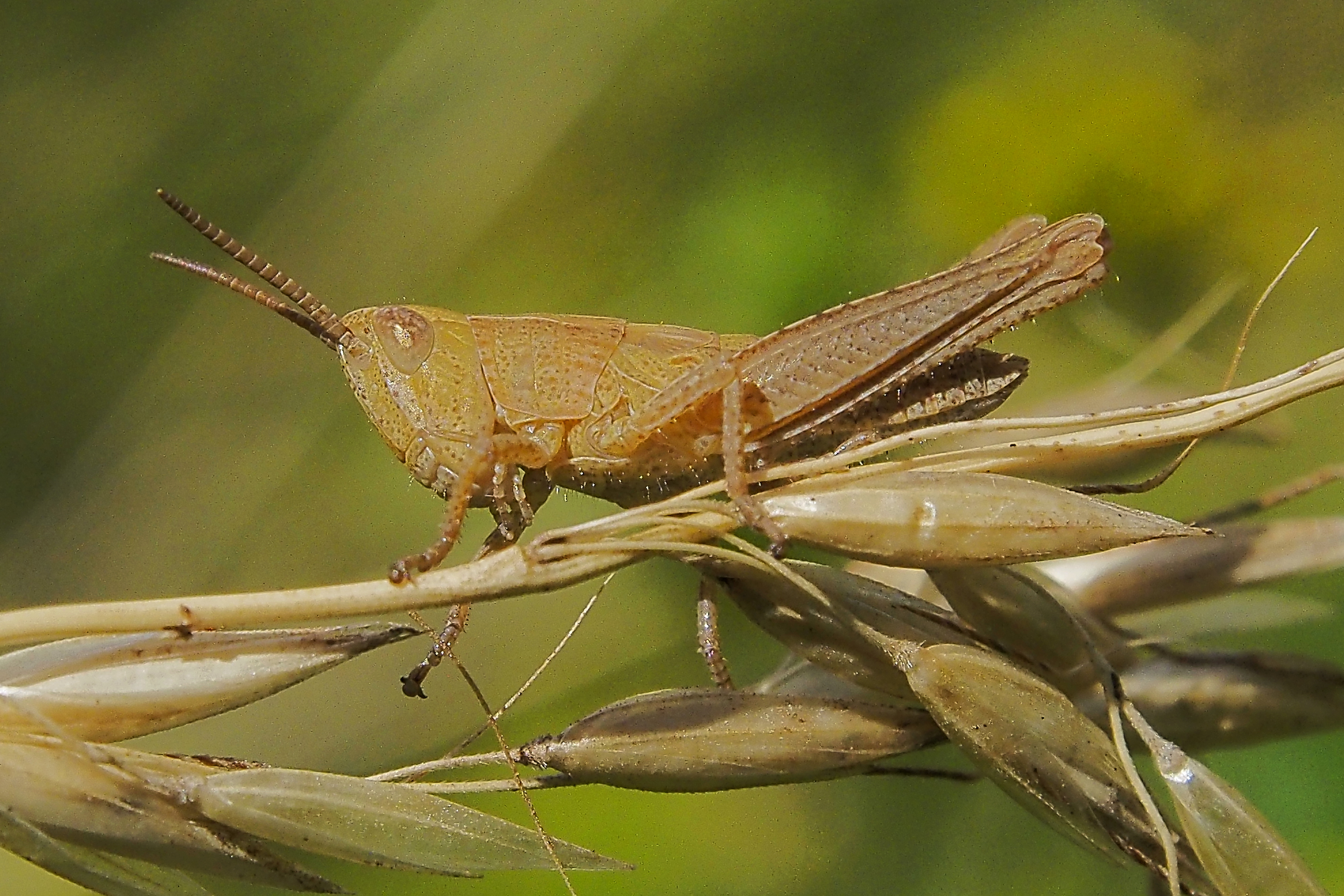 Chorthippus indet Larve 160703-0815 TegelFließ SOOCc