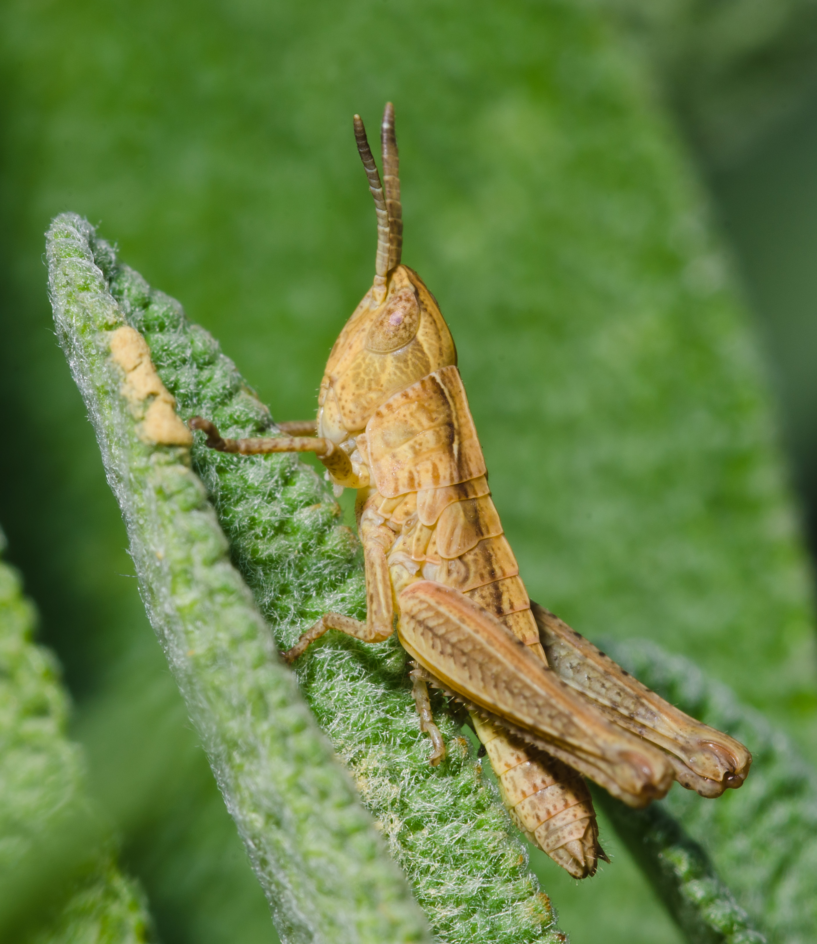 Chorthippus larva-pjt